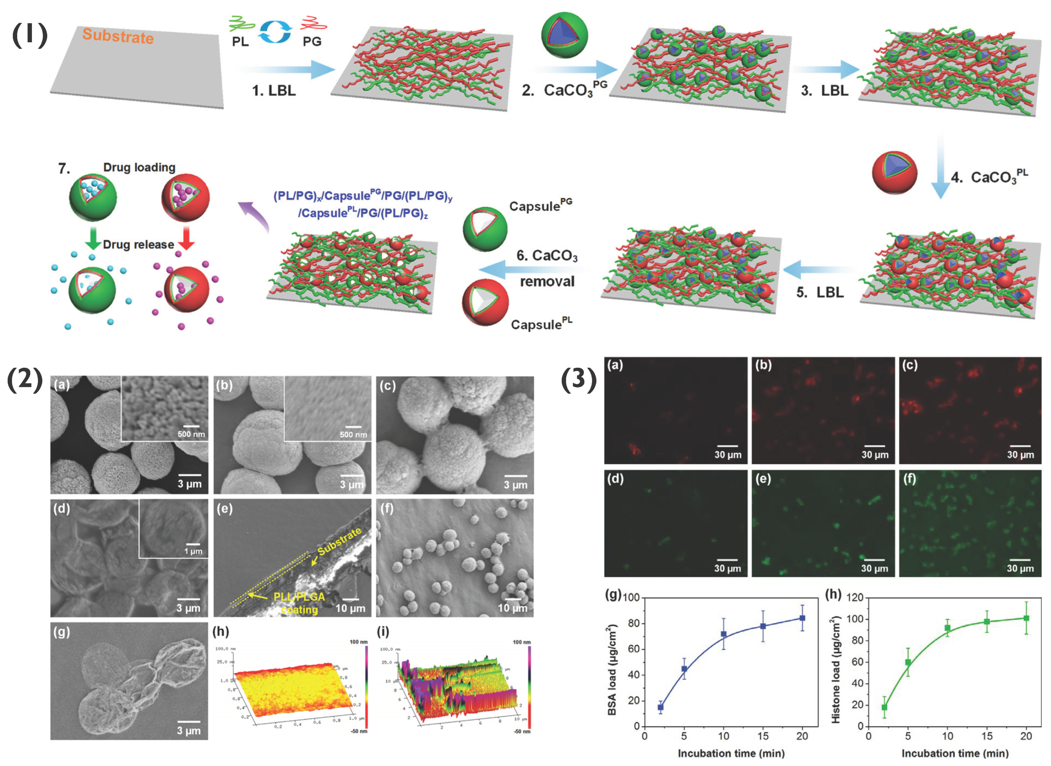 Pharmaceutics 14 02483 g008