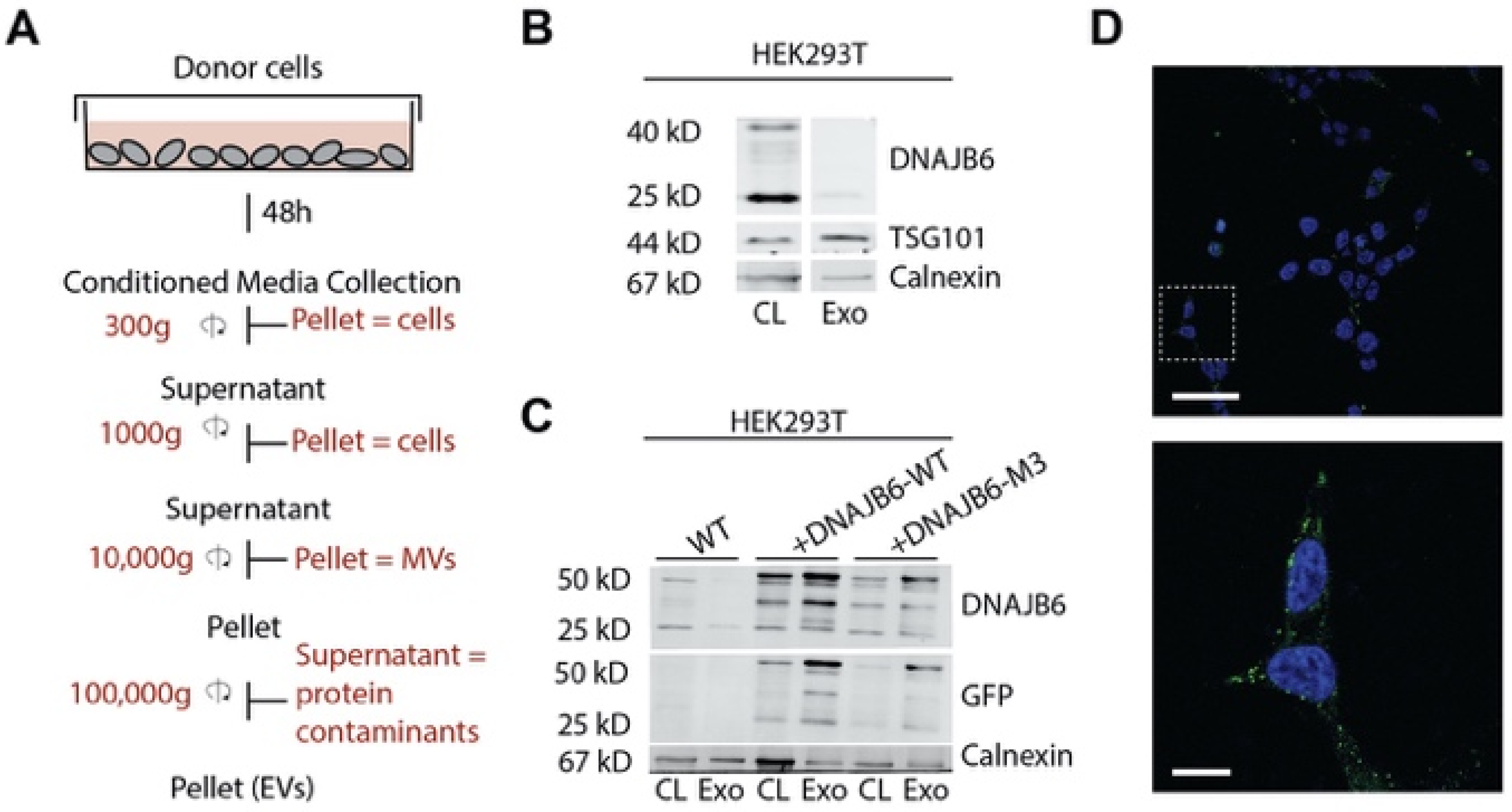 Pharmaceutics 14 02485 g002