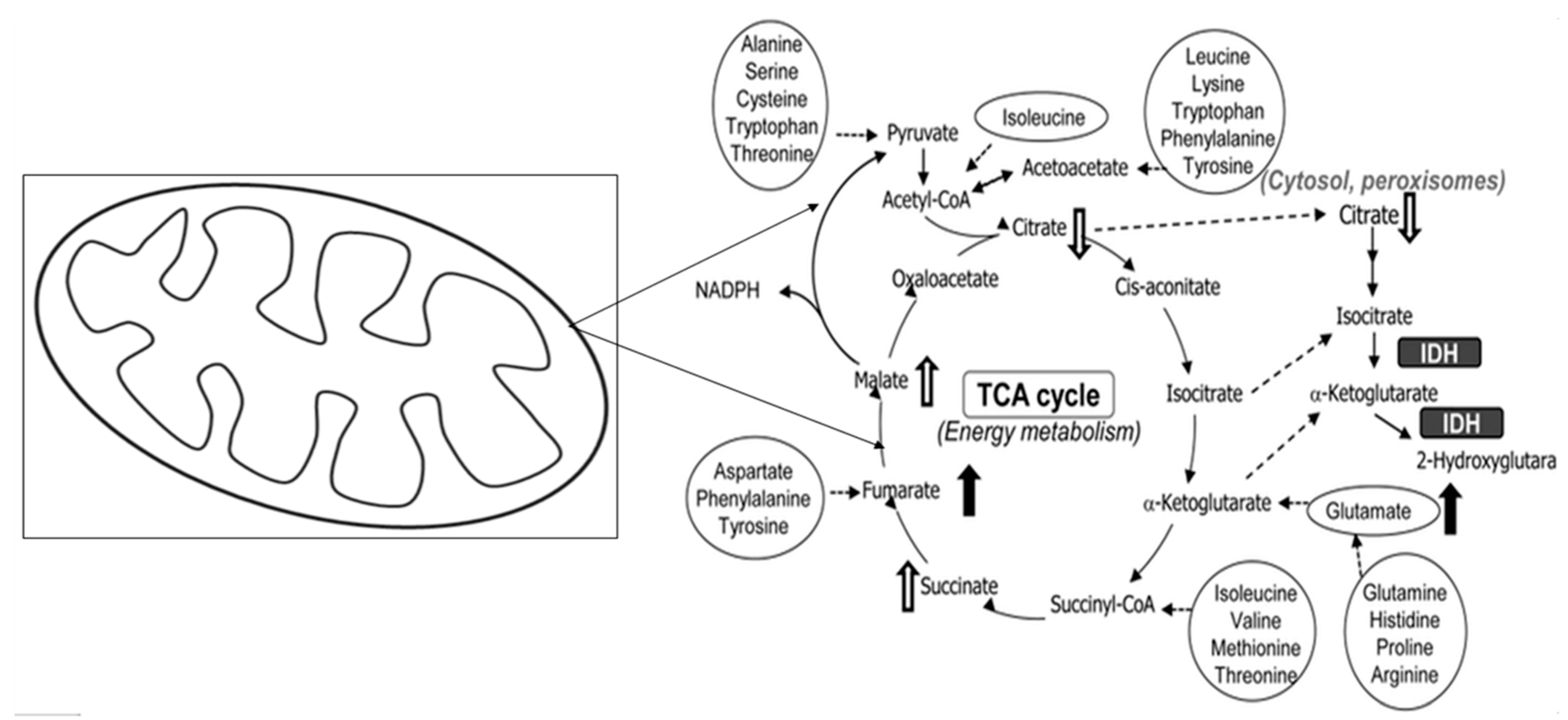Pharmaceutics 14 02496 g011