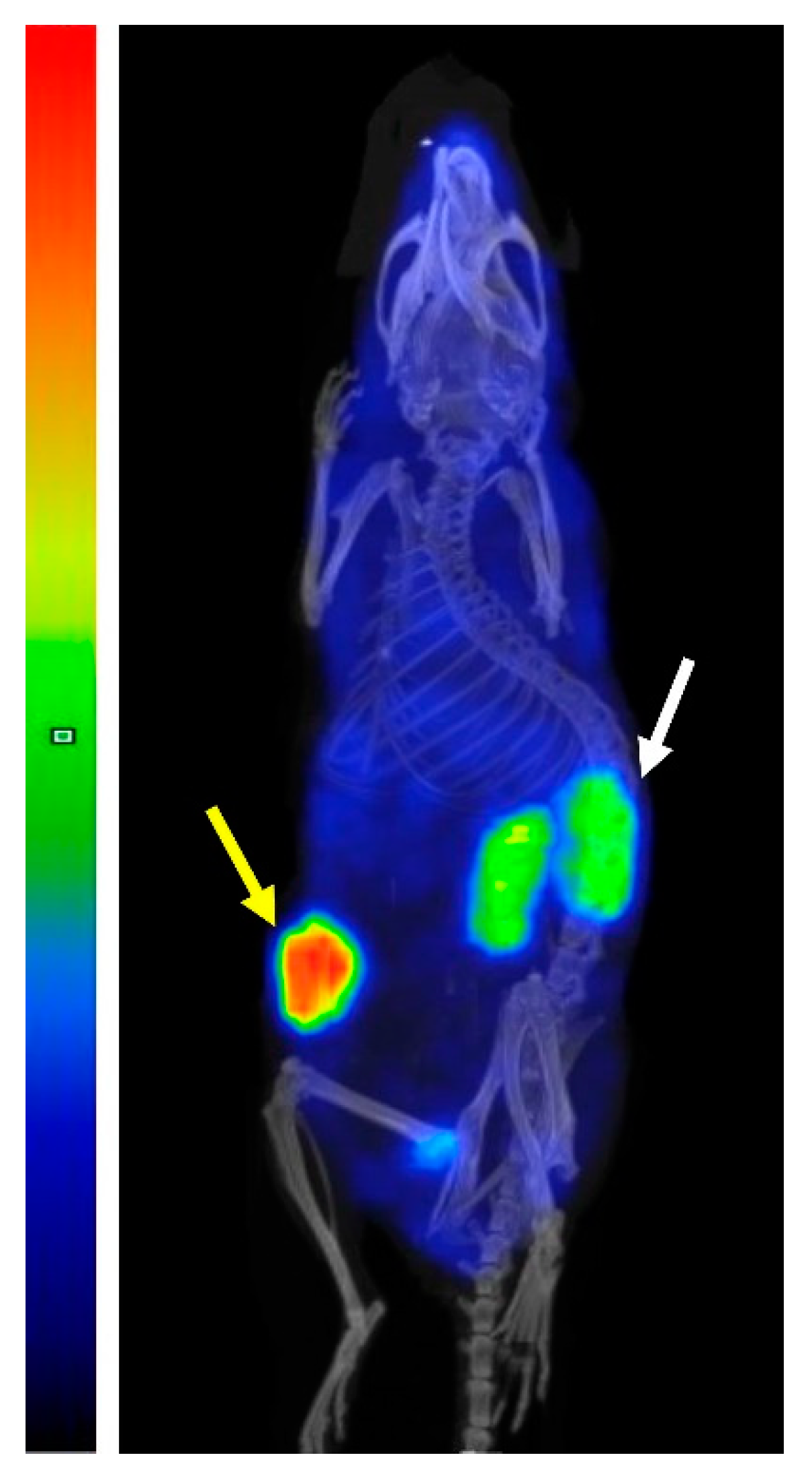 Pharmaceutics 14 02519 g007 Pharmaceutics 14 02519 g007