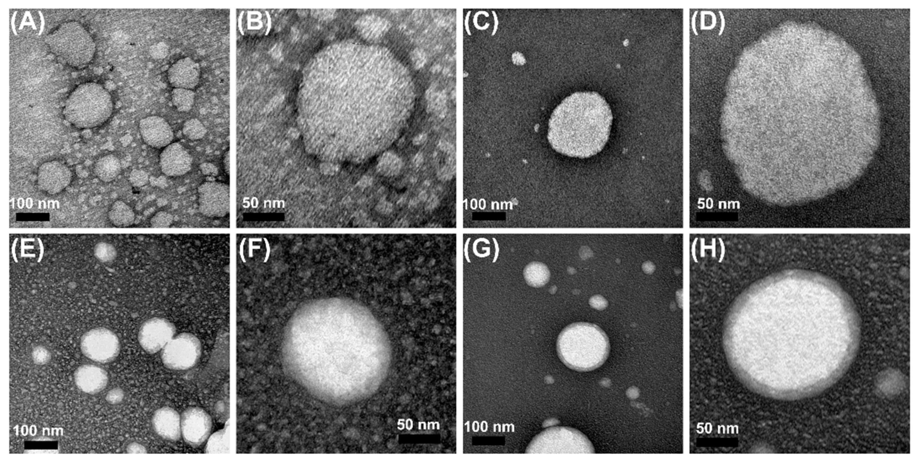Pharmaceutics 14 02525 g006 Pharmaceutics 14 02525 g006