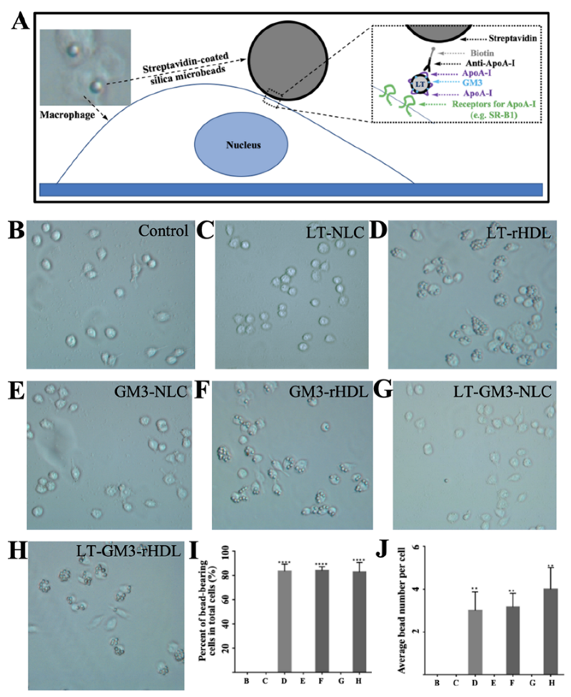 Pharmaceutics 14 02534 g003