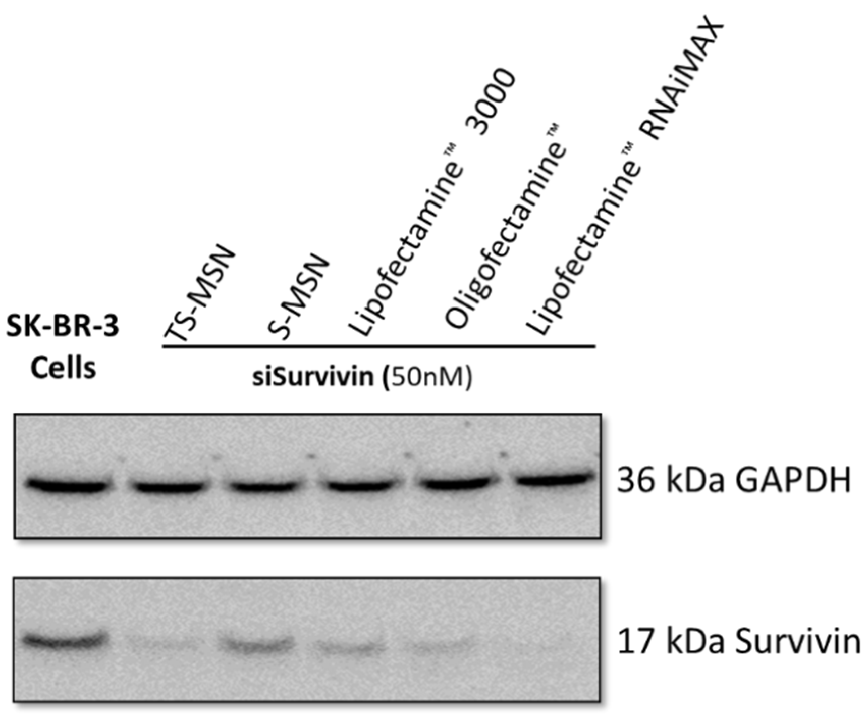 Pharmaceutics 14 02537 g005 Pharmaceutics 14 02537 g005