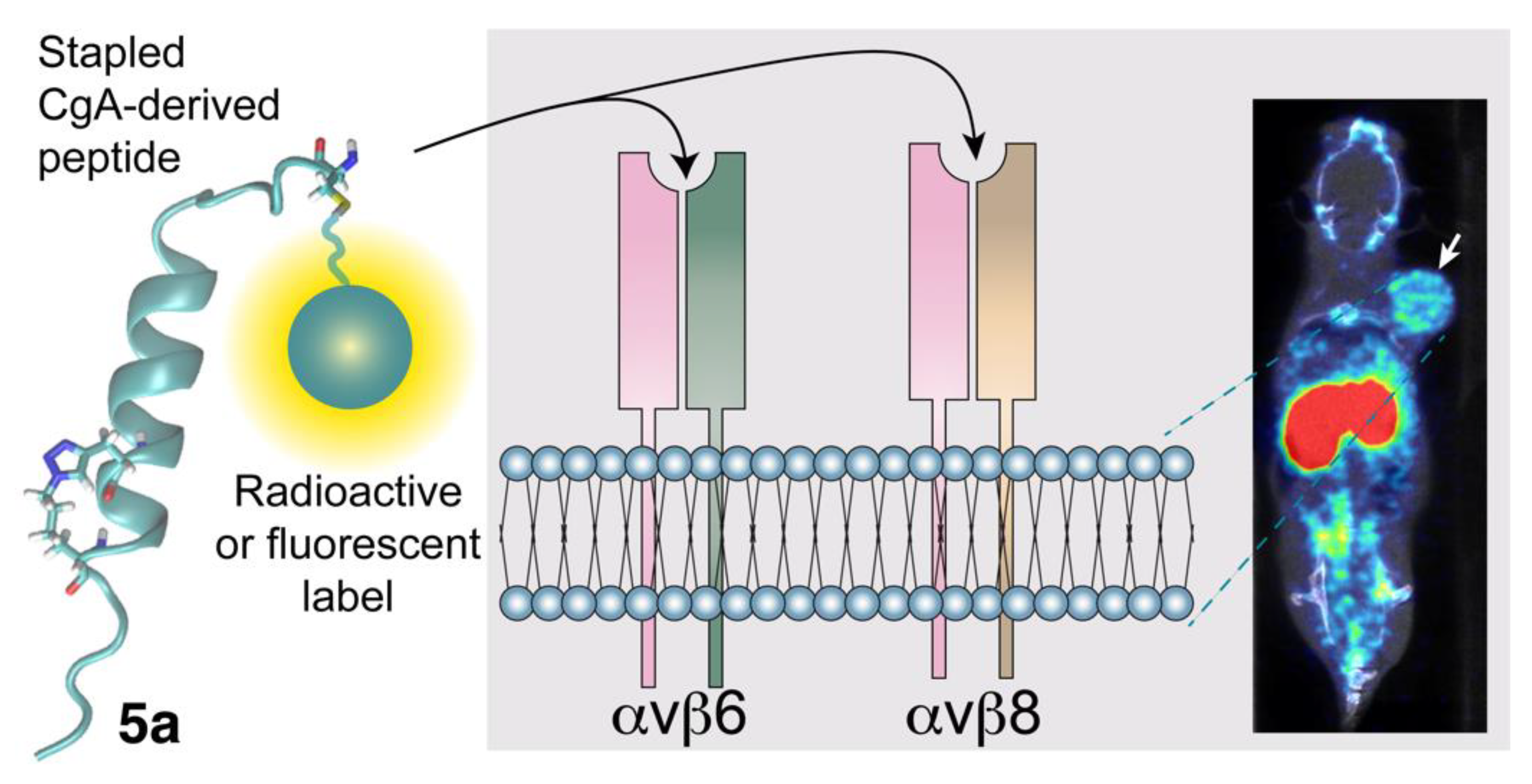 Pharmaceutics 14 02555 g002