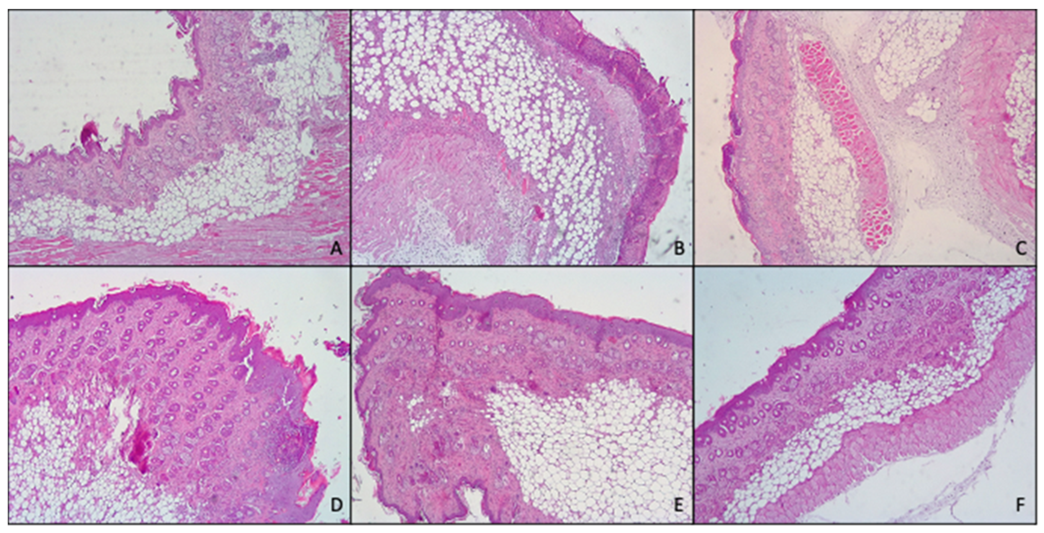 Pharmaceutics 14 02558 g008