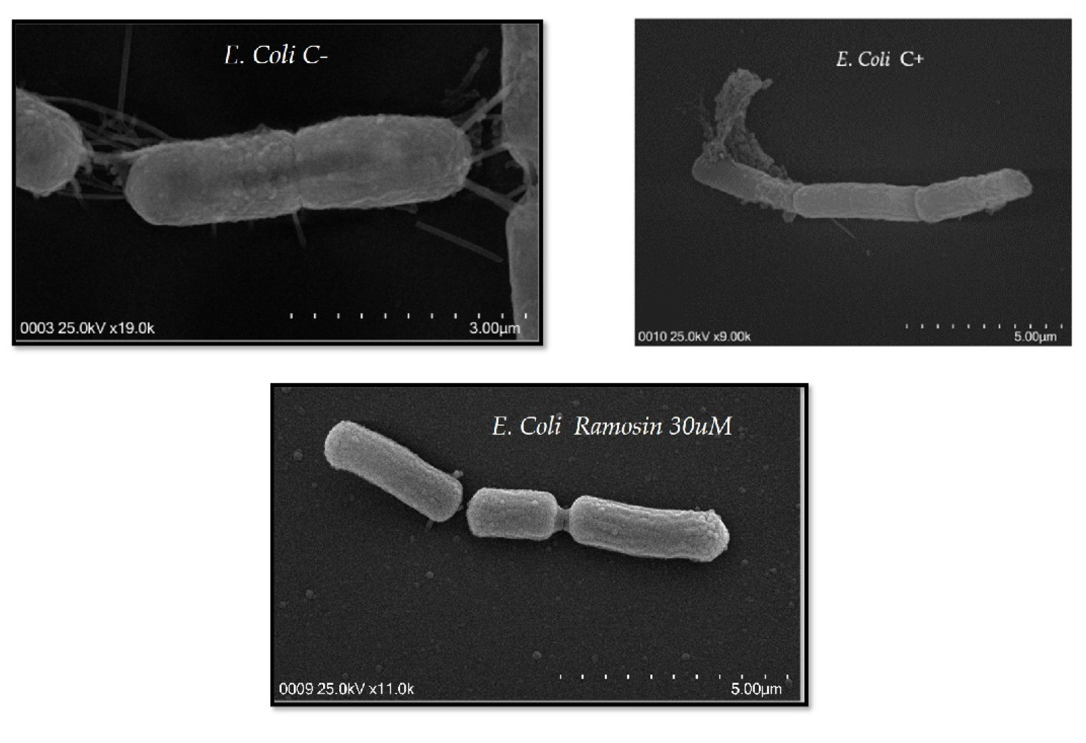 Pharmaceutics 14 02579 g005