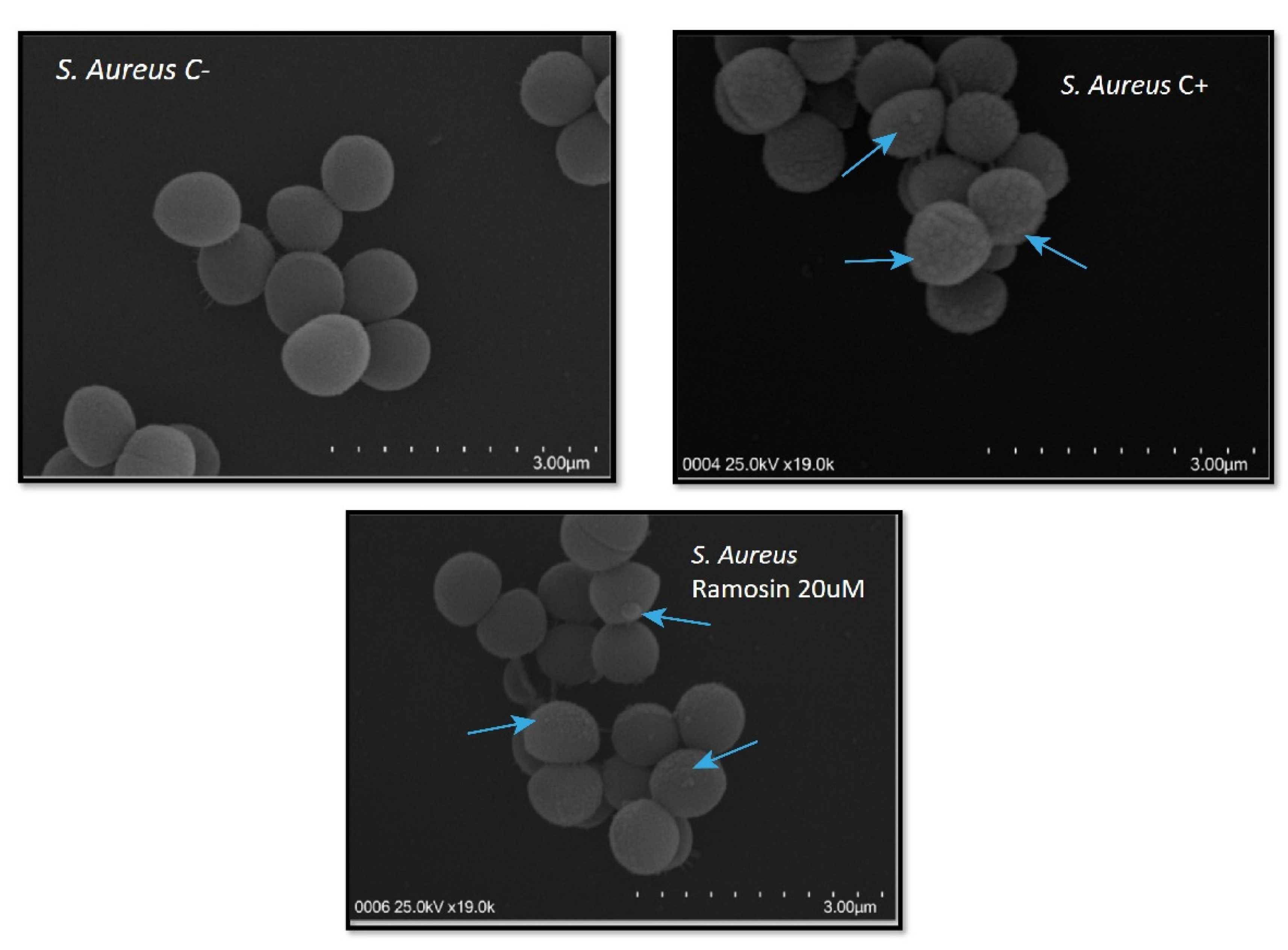 Pharmaceutics 14 02579 g006