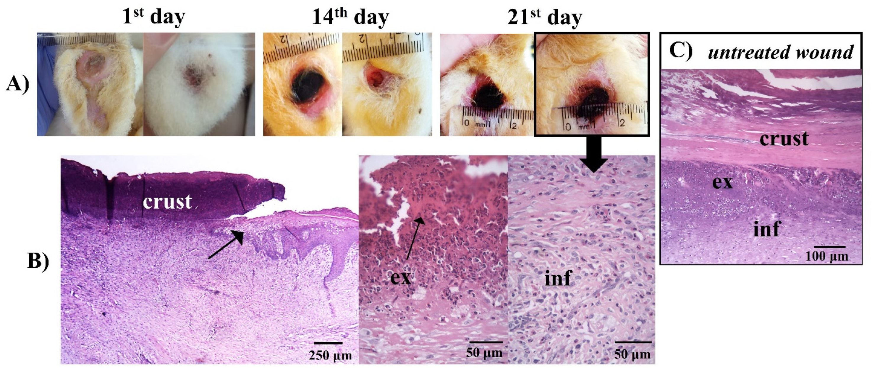 Pharmaceutics 14 02580 g011