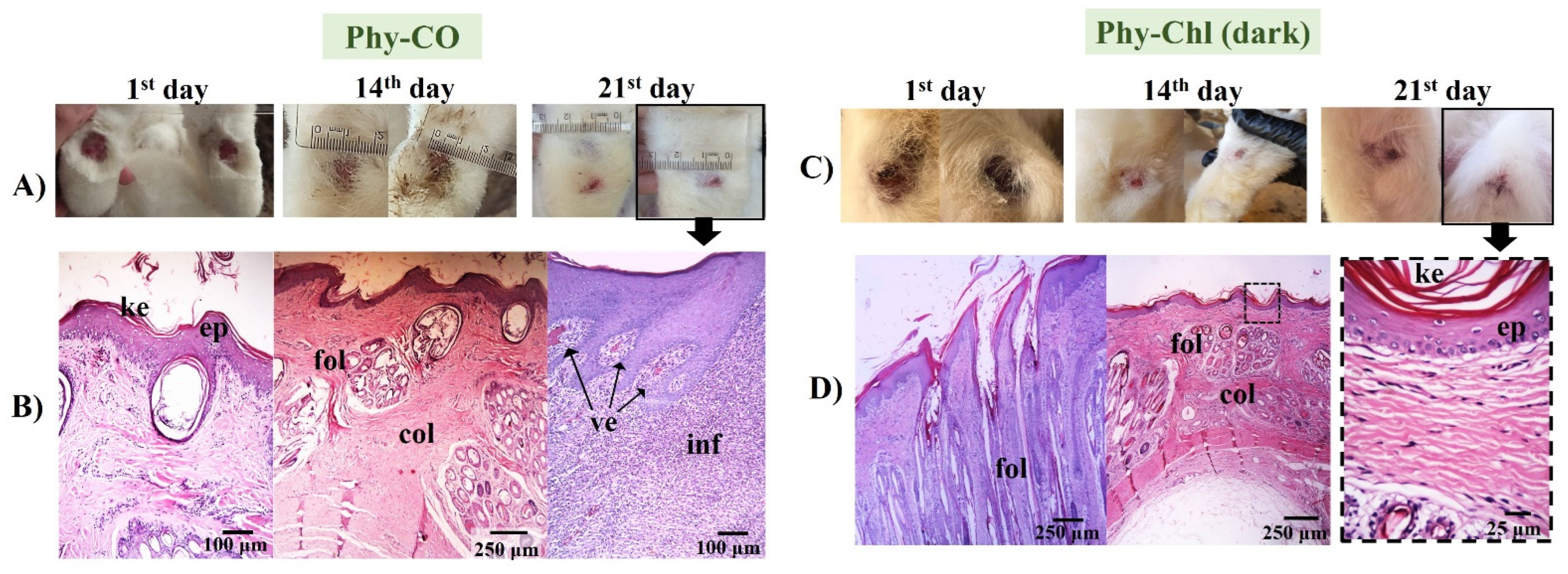 Pharmaceutics 14 02580 g012