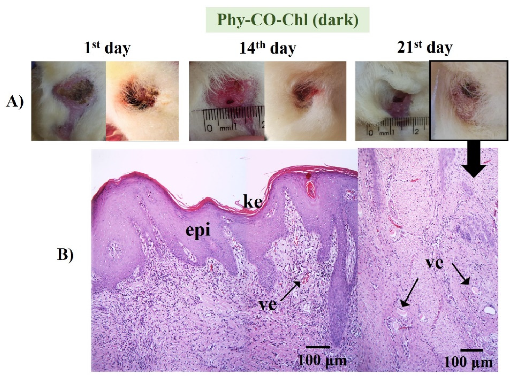 Pharmaceutics 14 02580 g013