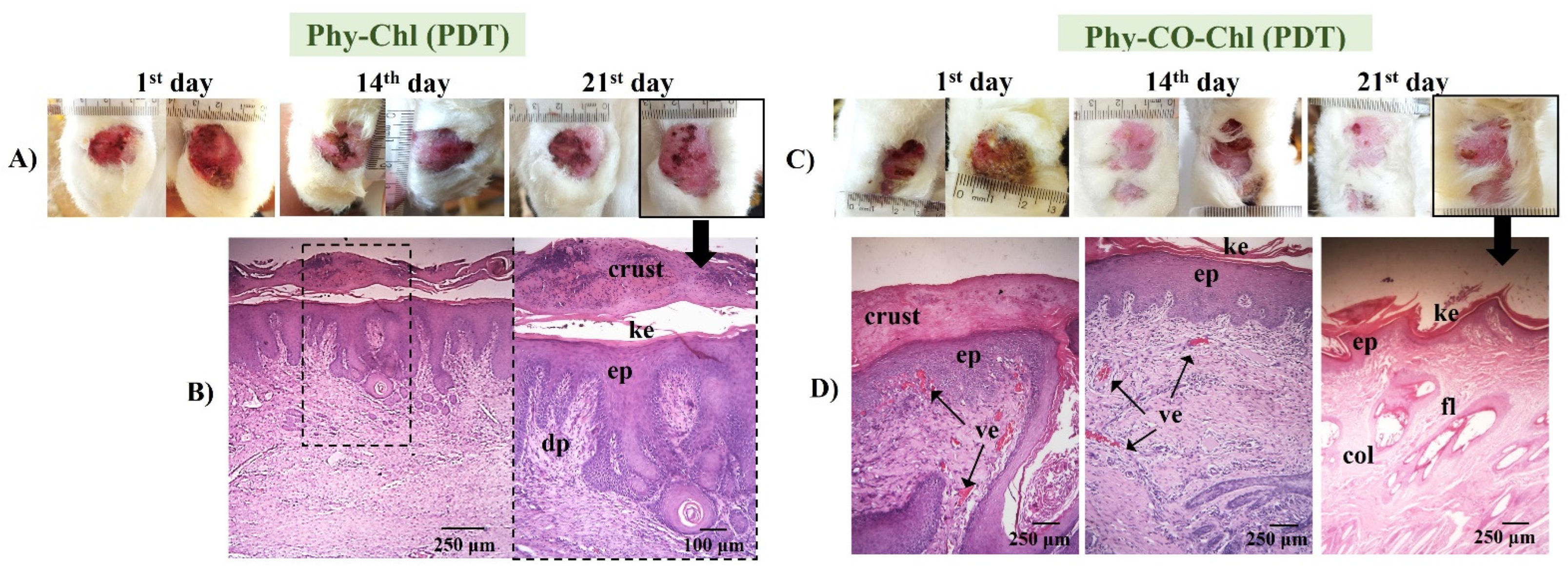 Pharmaceutics 14 02580 g014