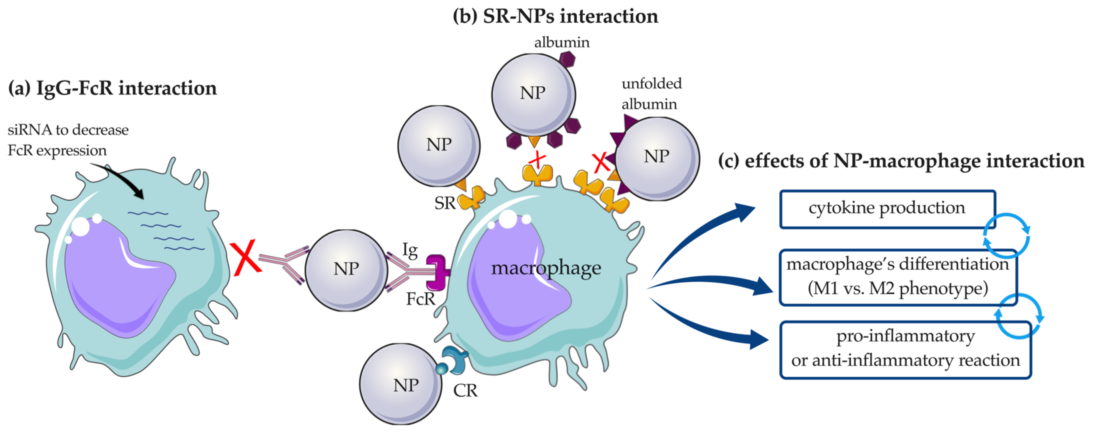 Pharmaceutics 14 02605 g007