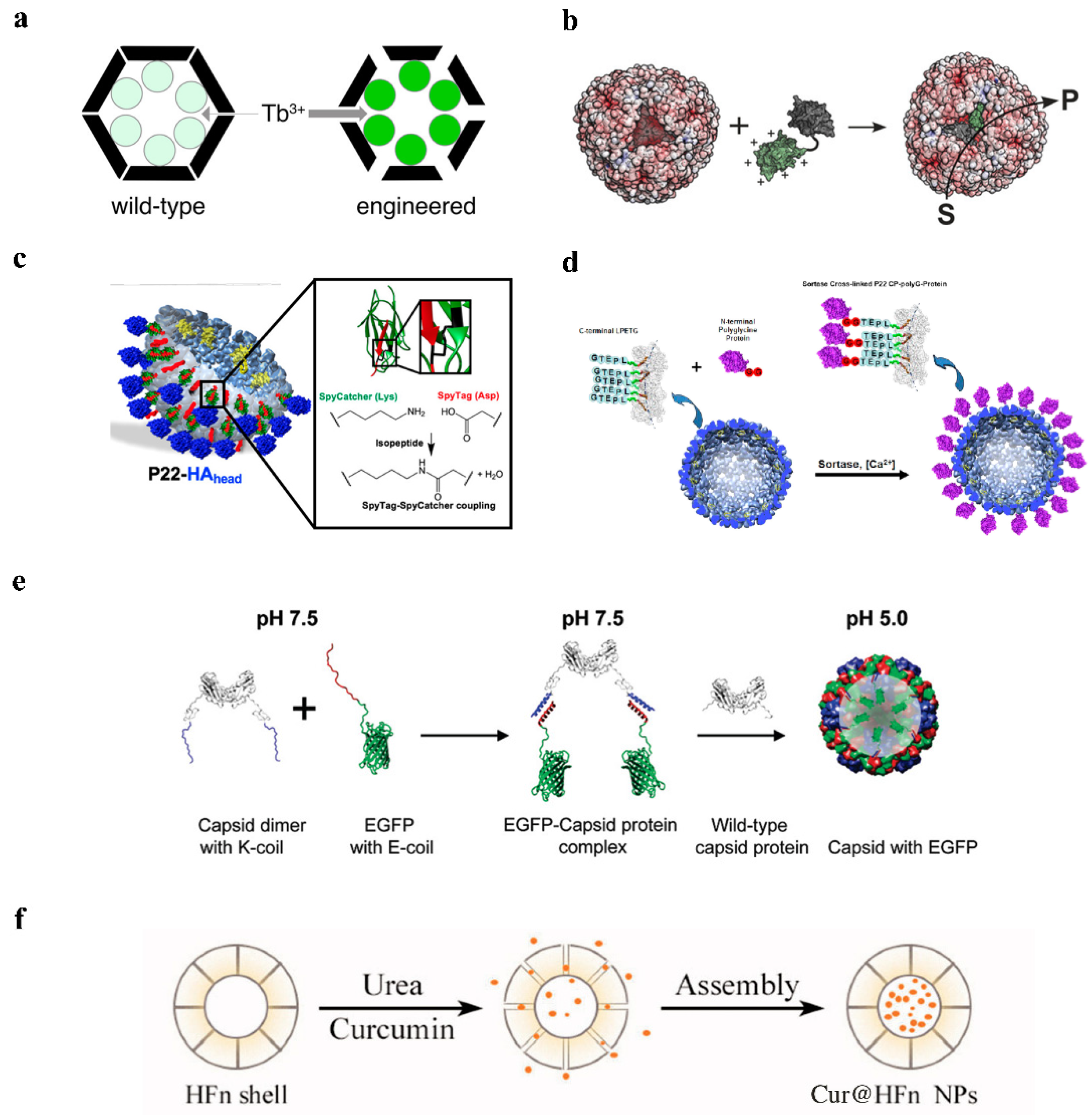 Pharmaceutics 14 02609 g002