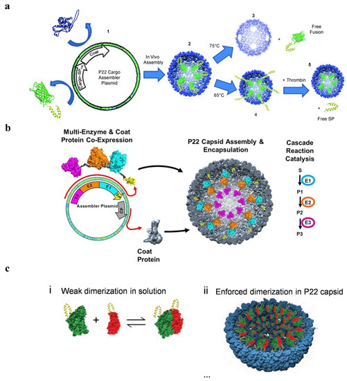 Pharmaceutics 14 02609 g003