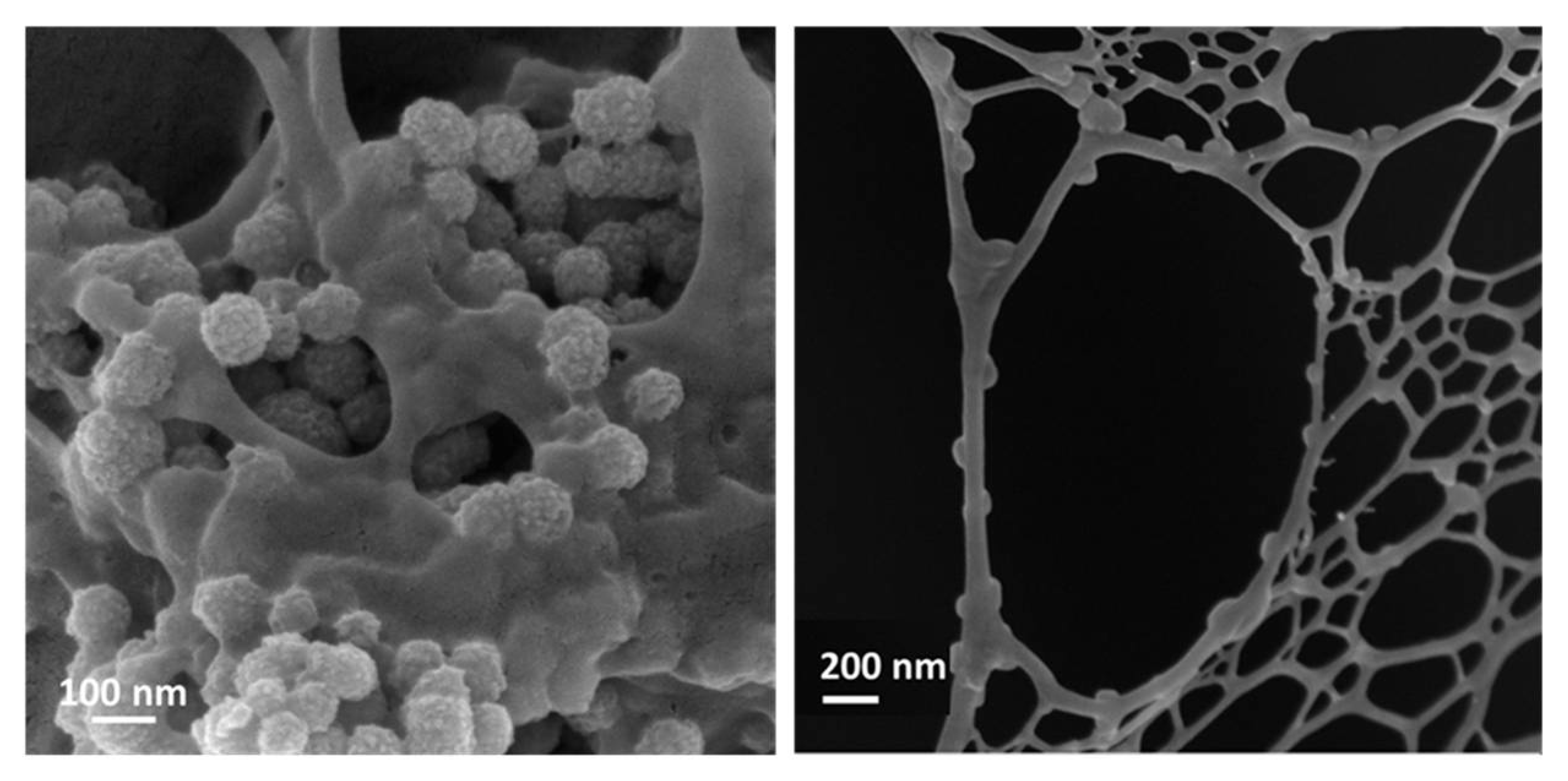 Pharmaceutics 14 02636 g006