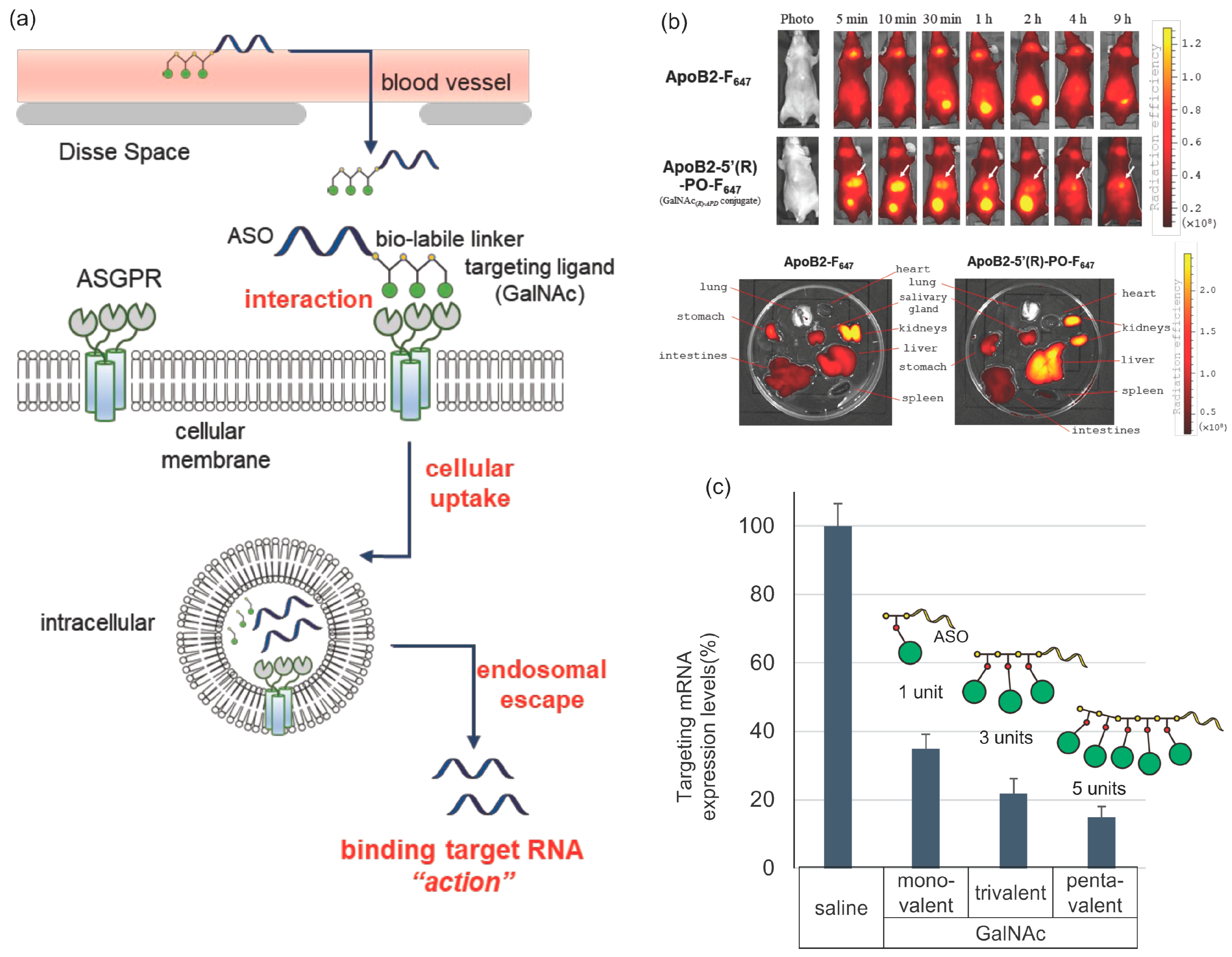Pharmaceutics 14 02647 g002