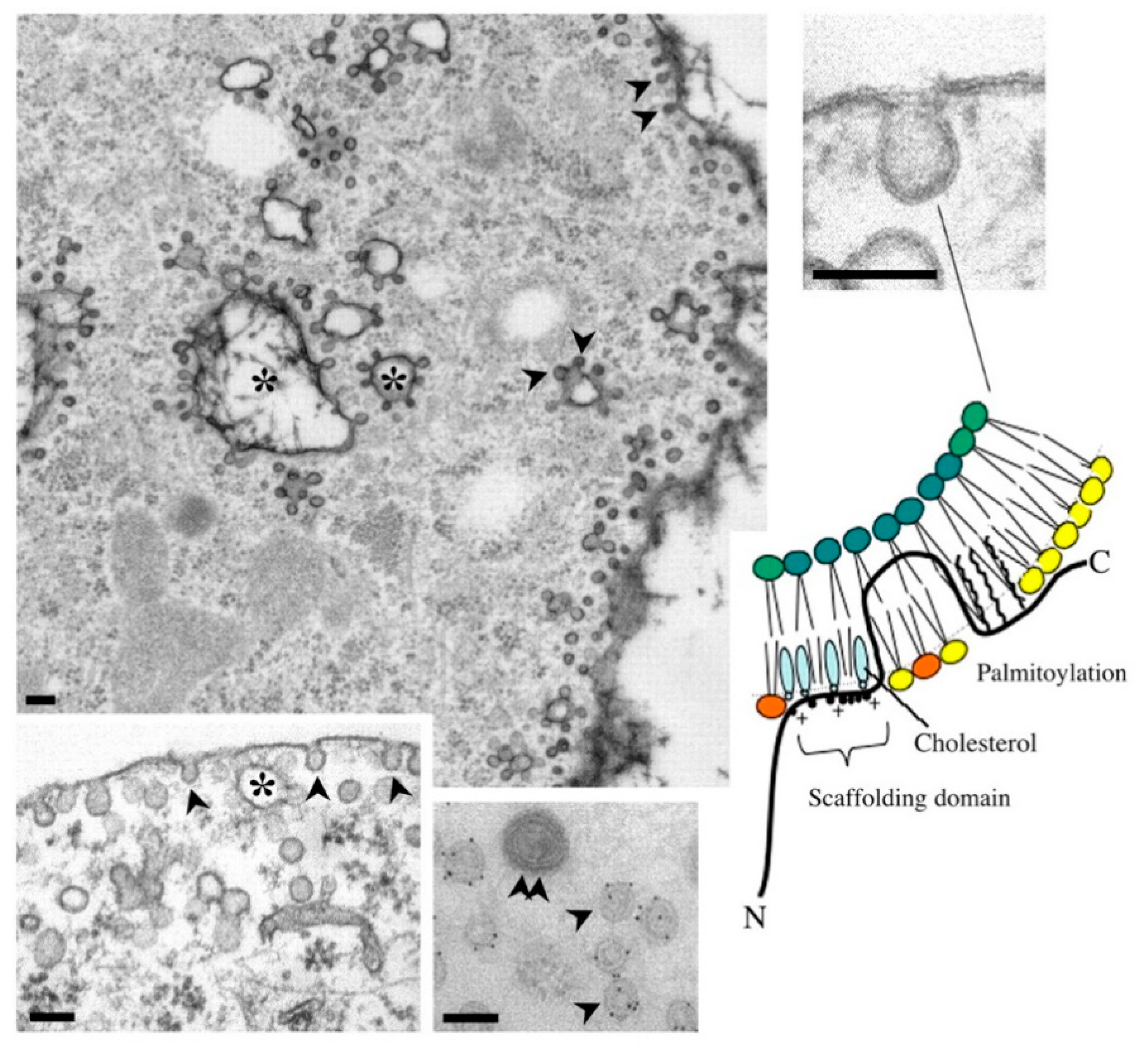 Pharmaceutics 14 02653 g002