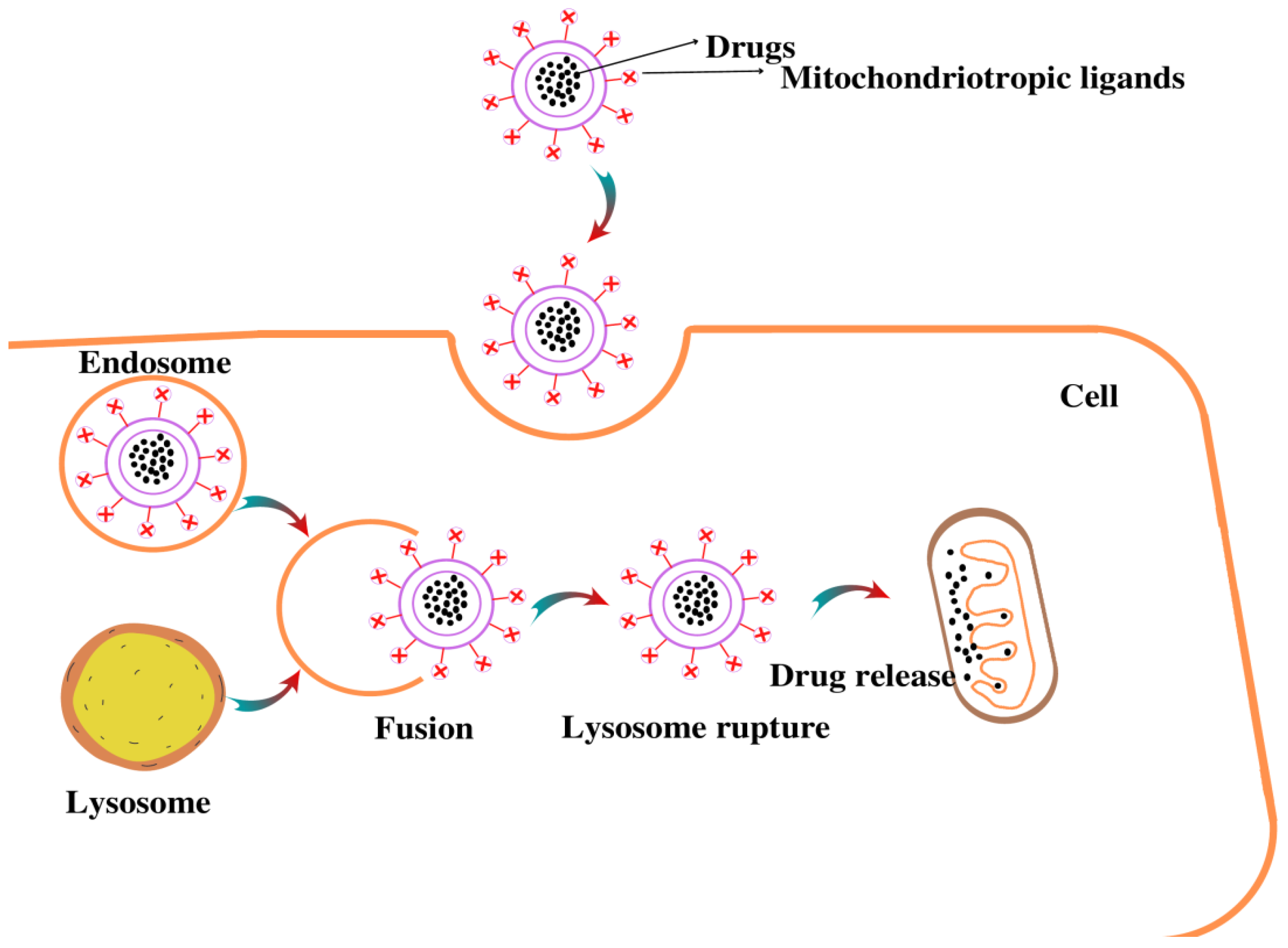 Pharmaceutics 14 02657 g004