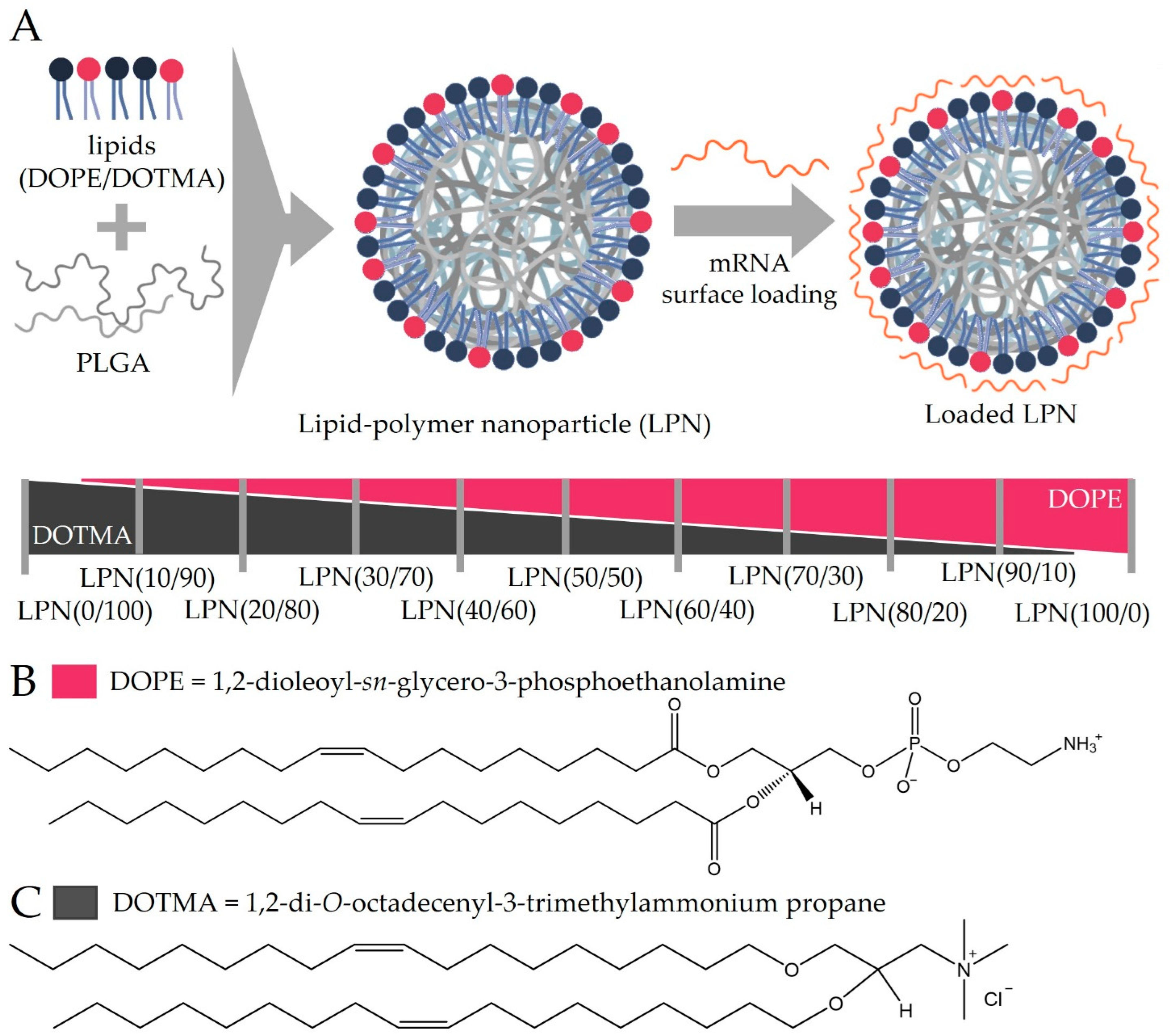 Pharmaceutics 14 02675 g001