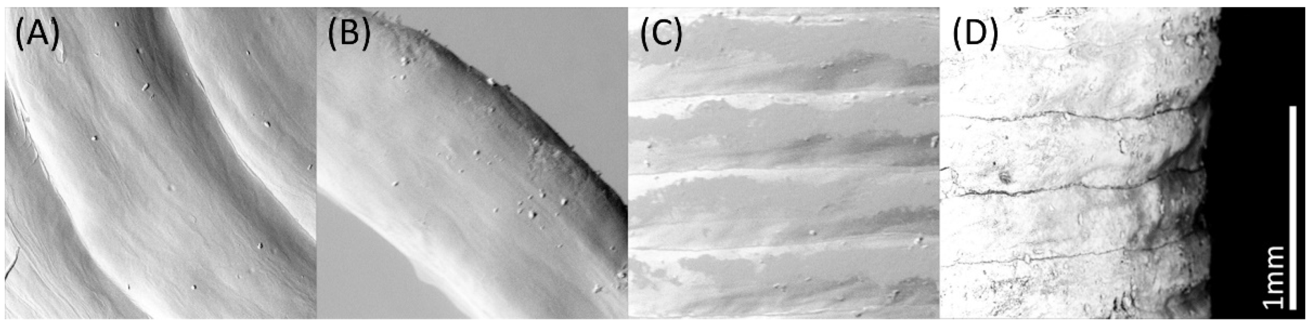 Pharmaceutics 14 02676 g006