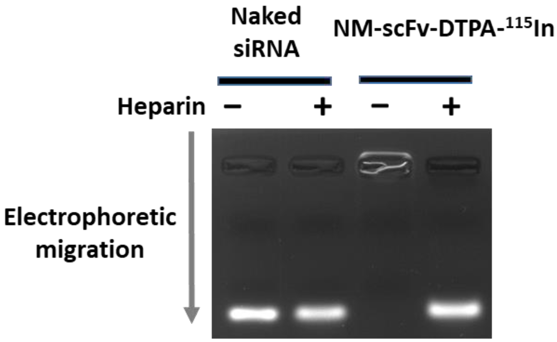 Pharmaceutics 14 02679 g004 Pharmaceutics 14 02679 g004