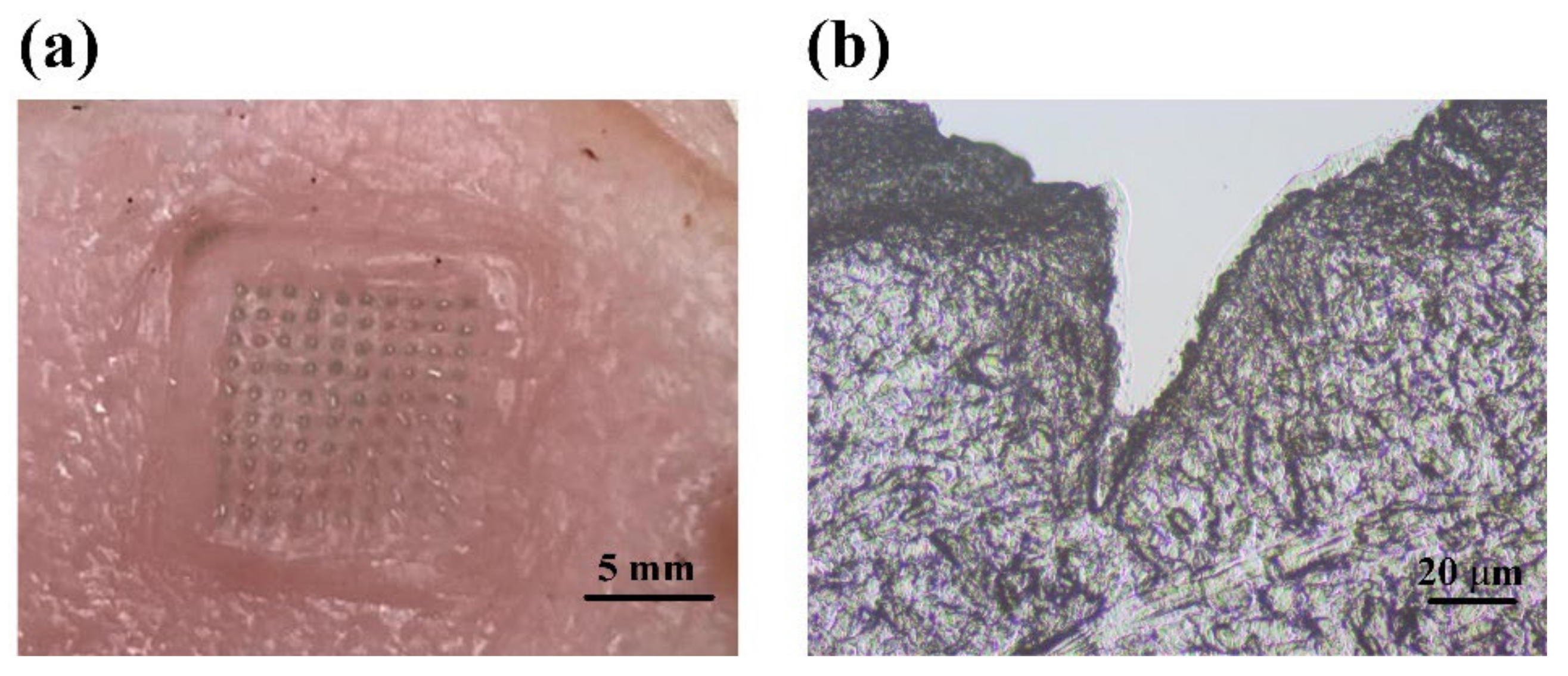 Pharmaceutics 14 02689 g002
