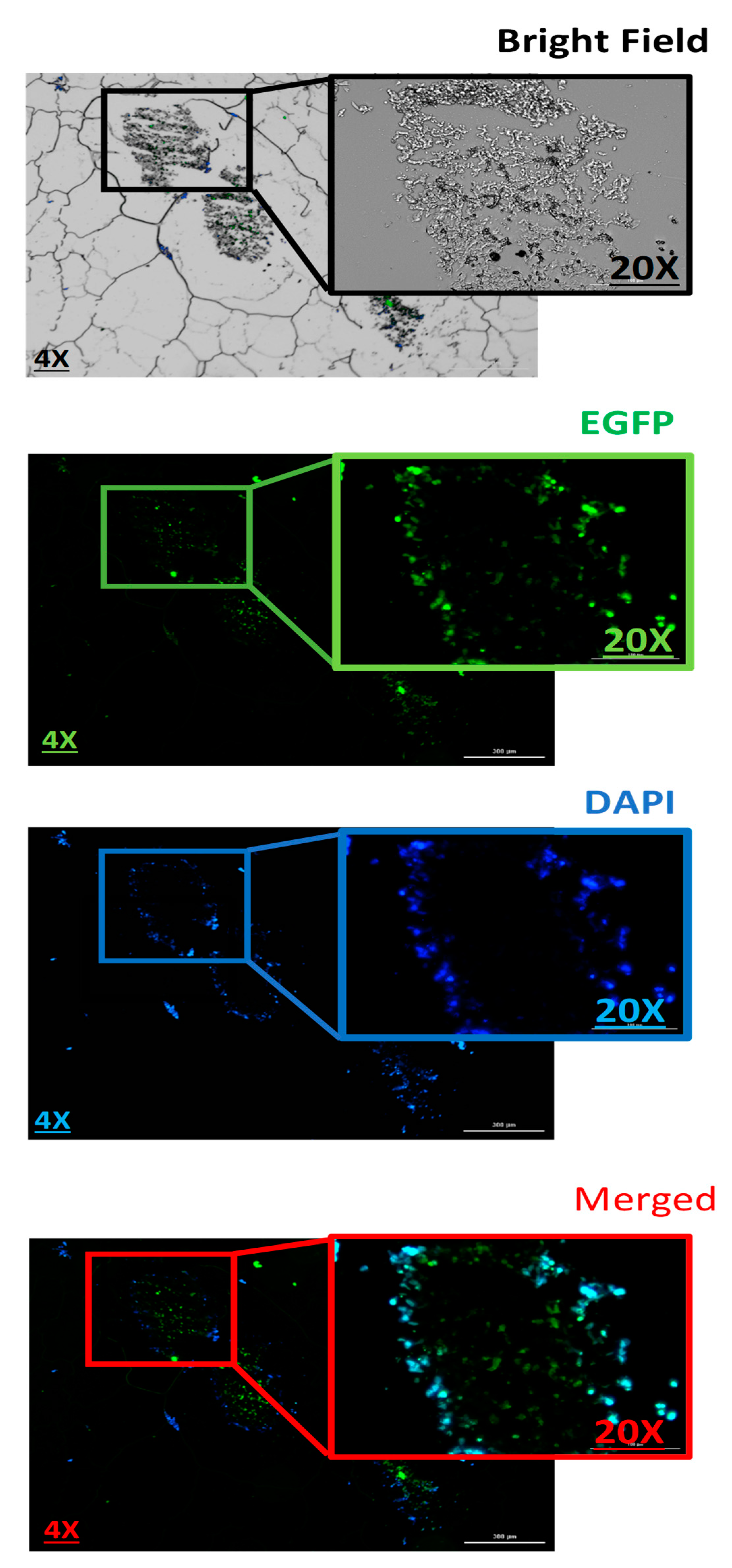 Pharmaceutics 14 02690 g008