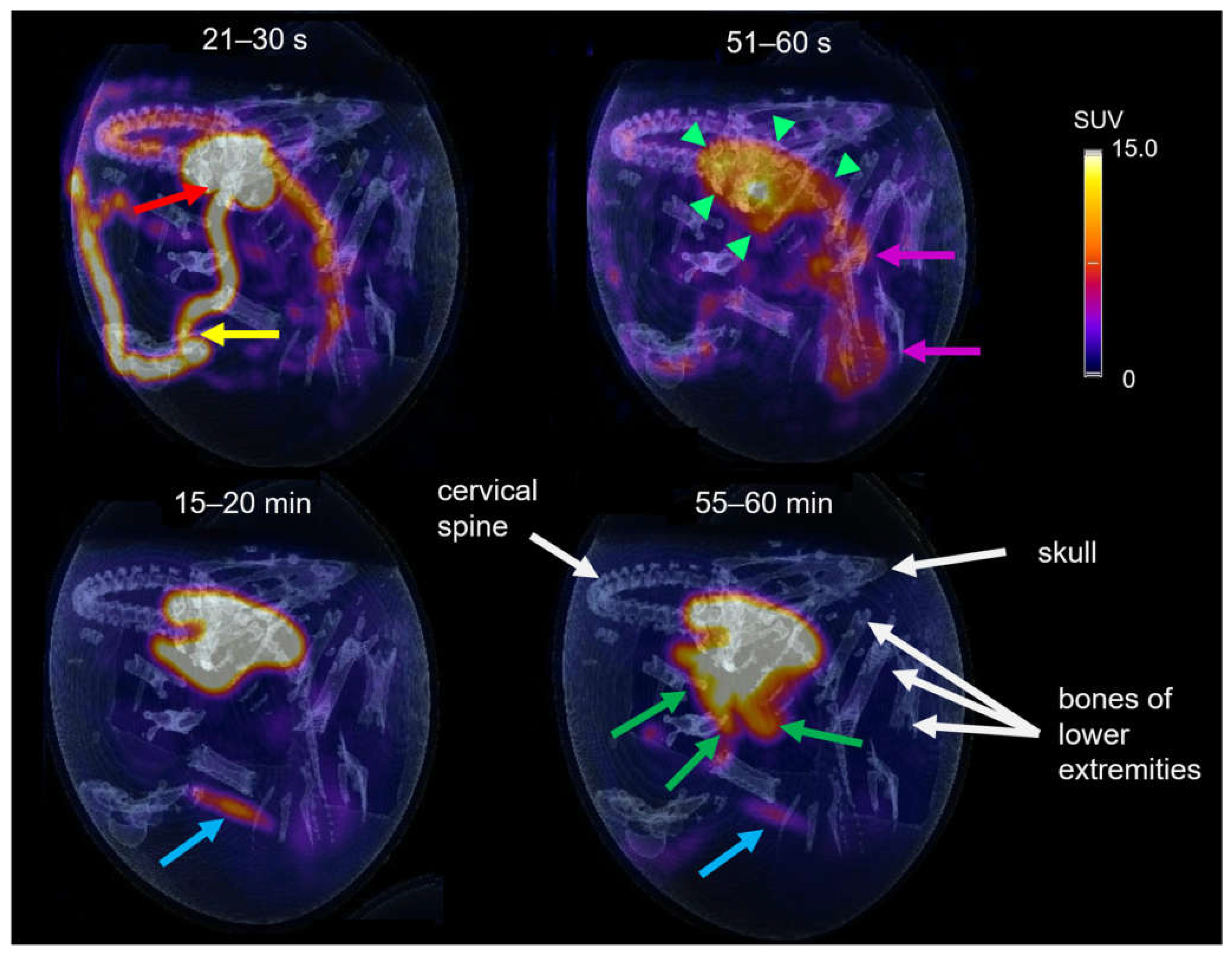 Pharmaceutics 14 02695 g007 Pharmaceutics 14 02695 g007