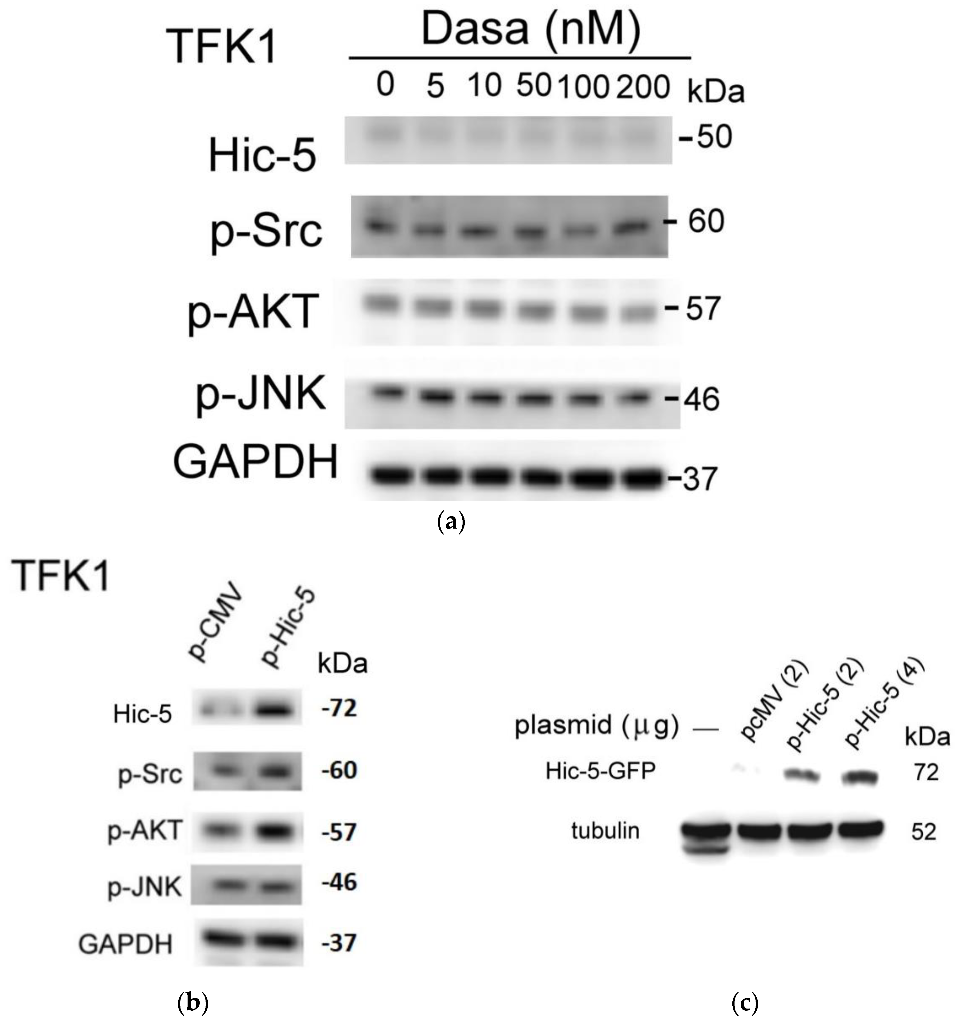 Pharmaceutics 14 02698 g002a