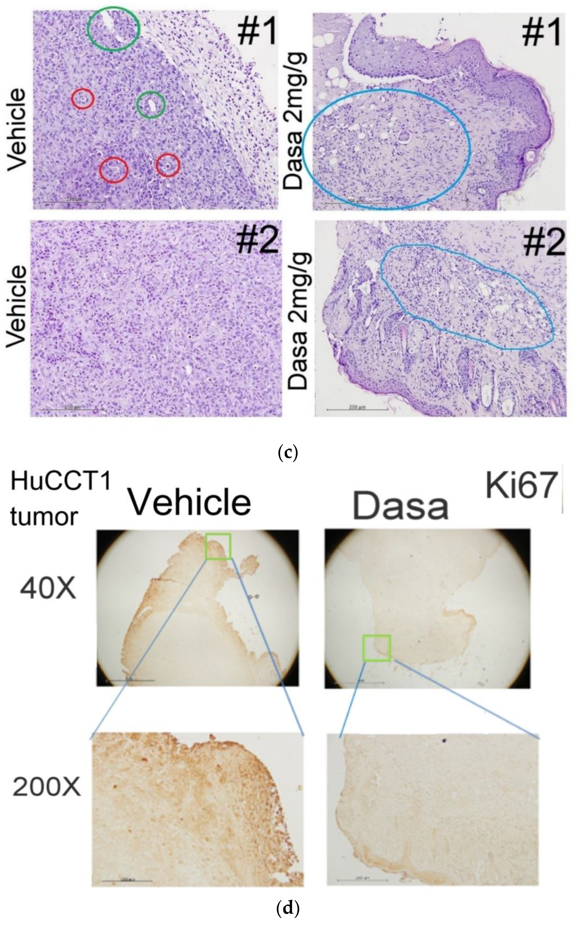 Pharmaceutics 14 02698 g003b