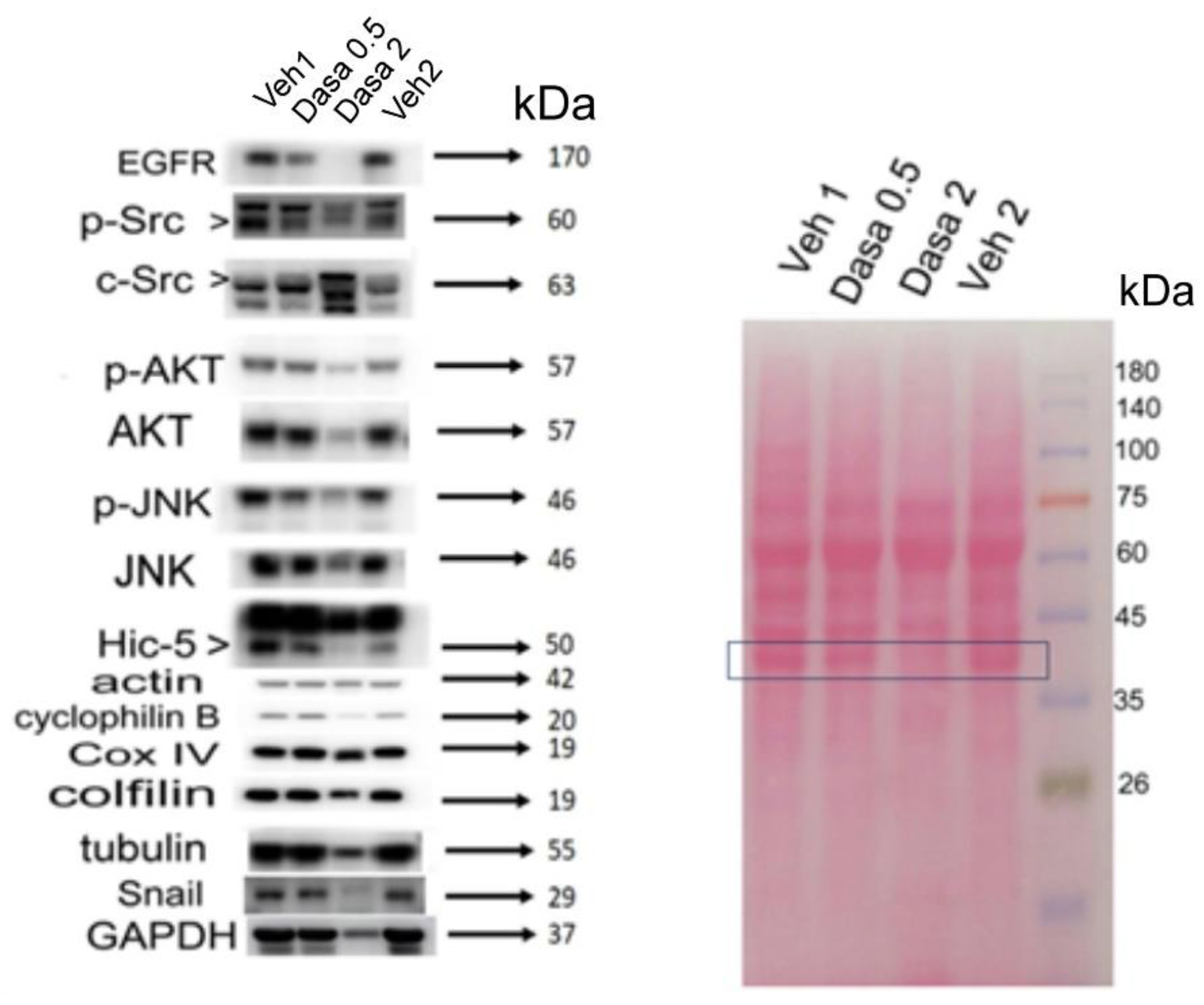 Pharmaceutics 14 02698 g004