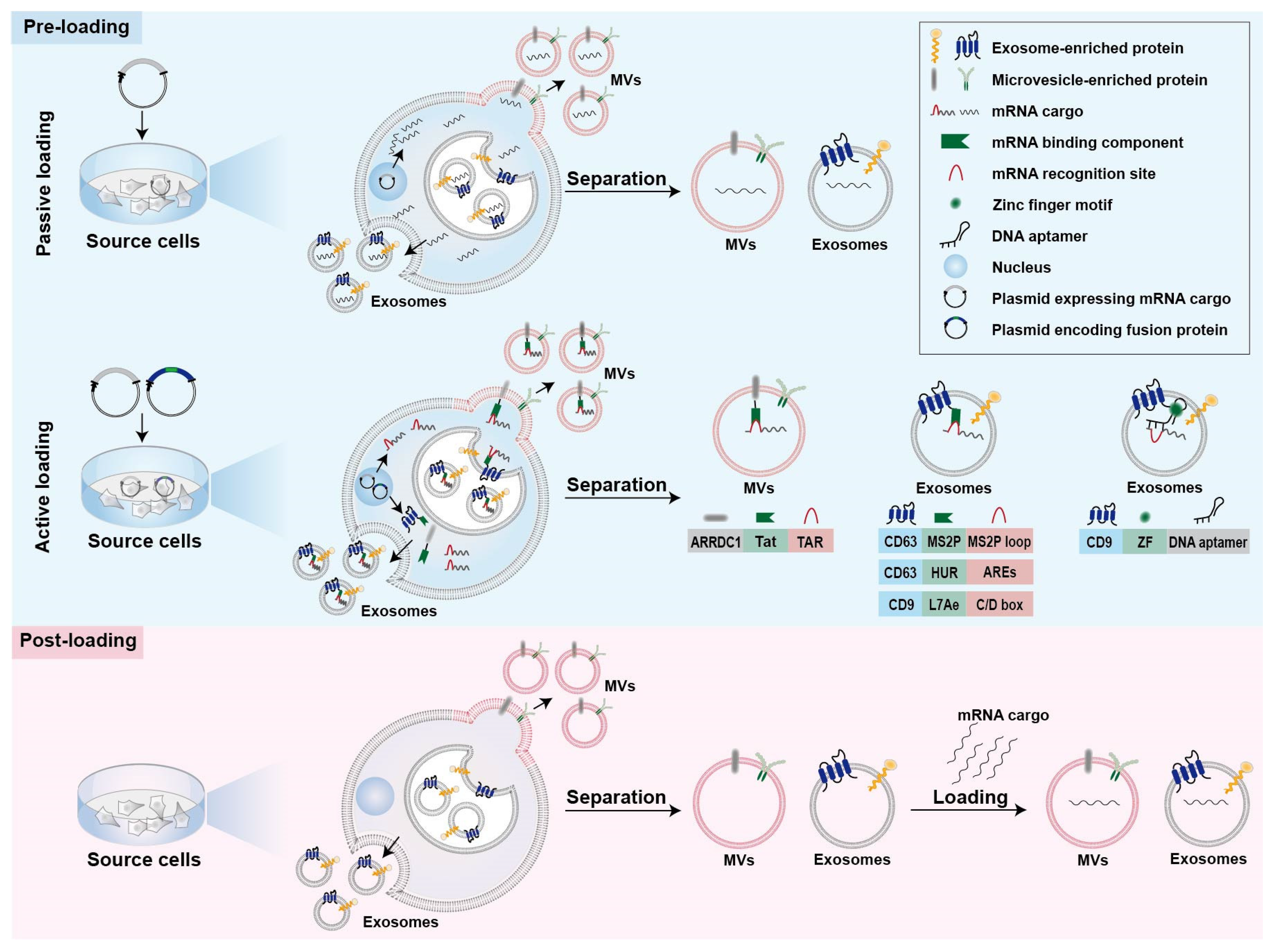 Pharmaceutics 14 02699 g001