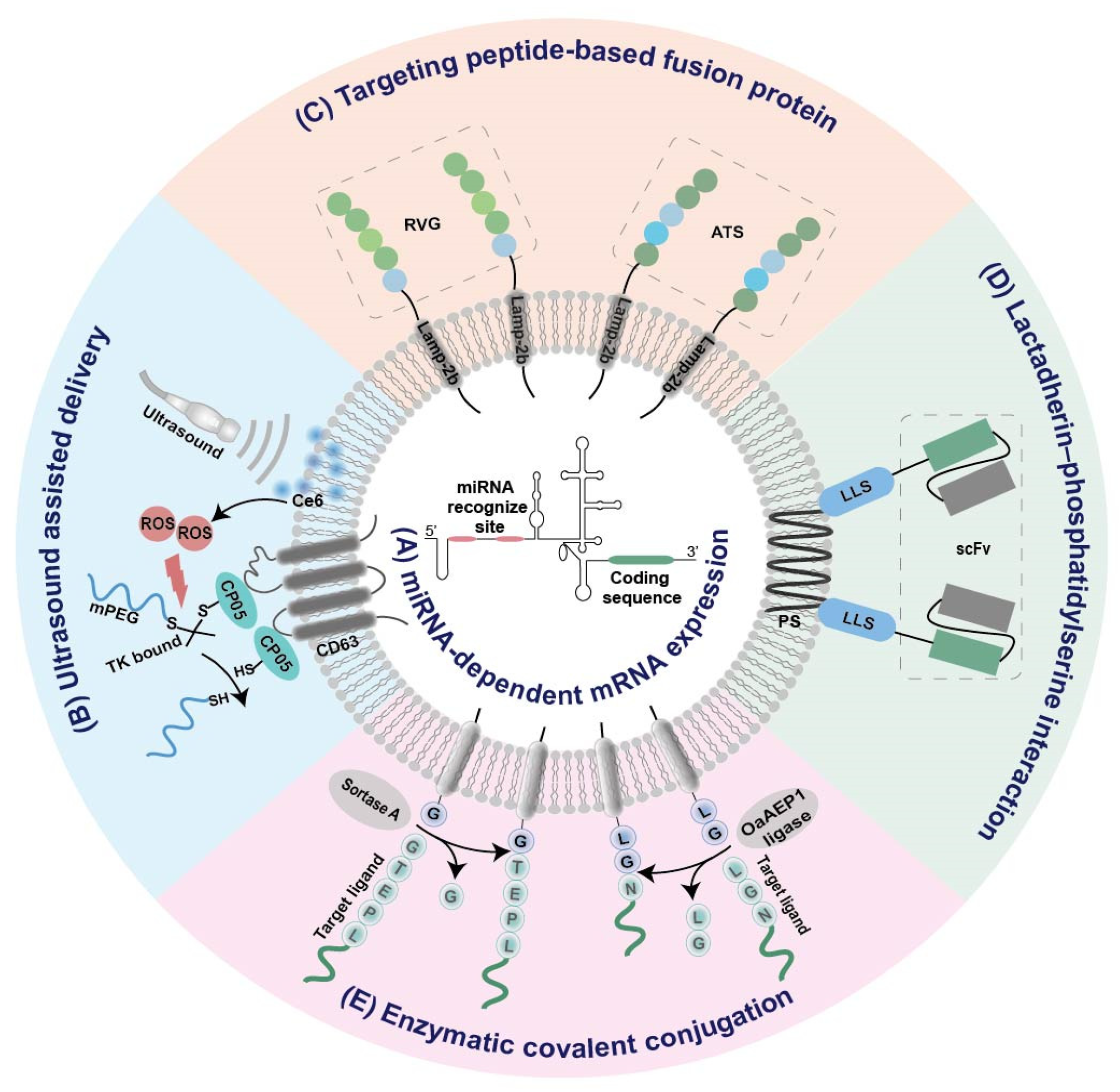 Pharmaceutics 14 02699 g002