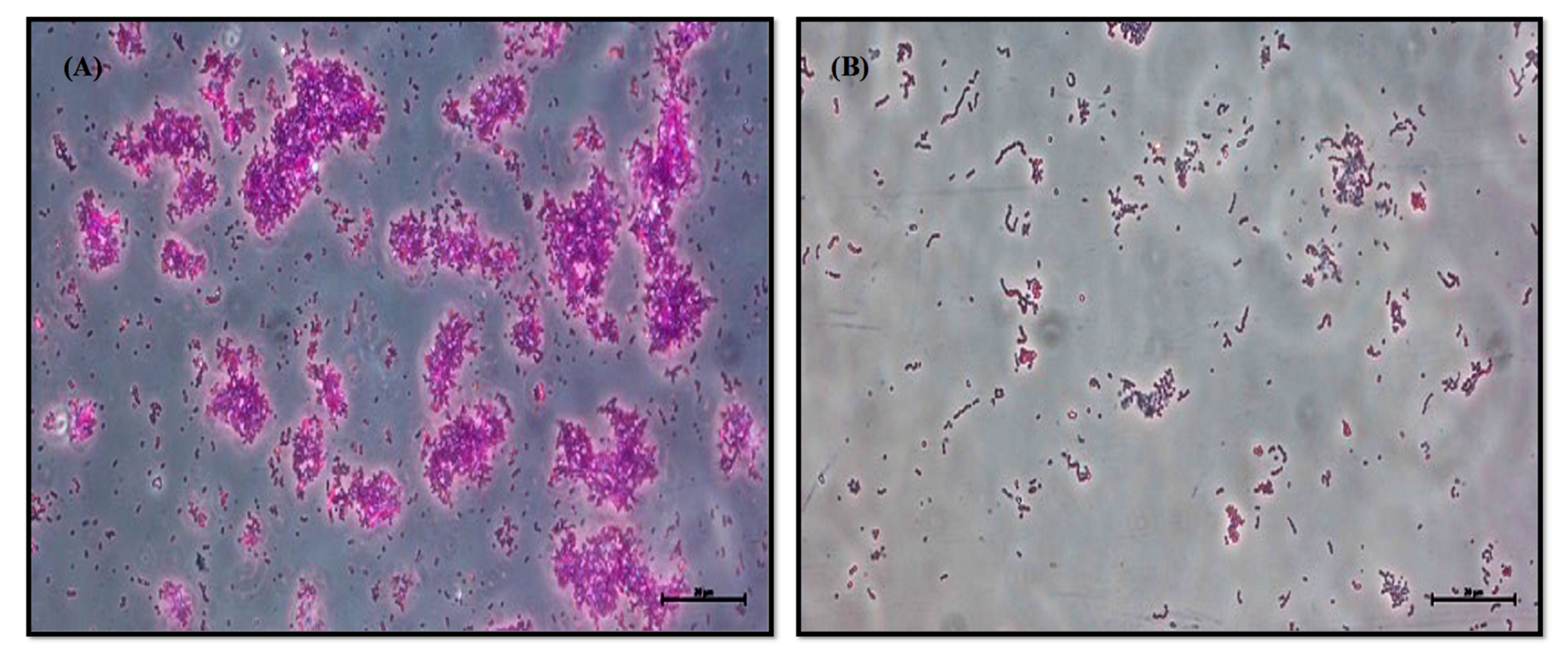 Pharmaceutics 14 02702 g002 Pharmaceutics 14 02702 g002