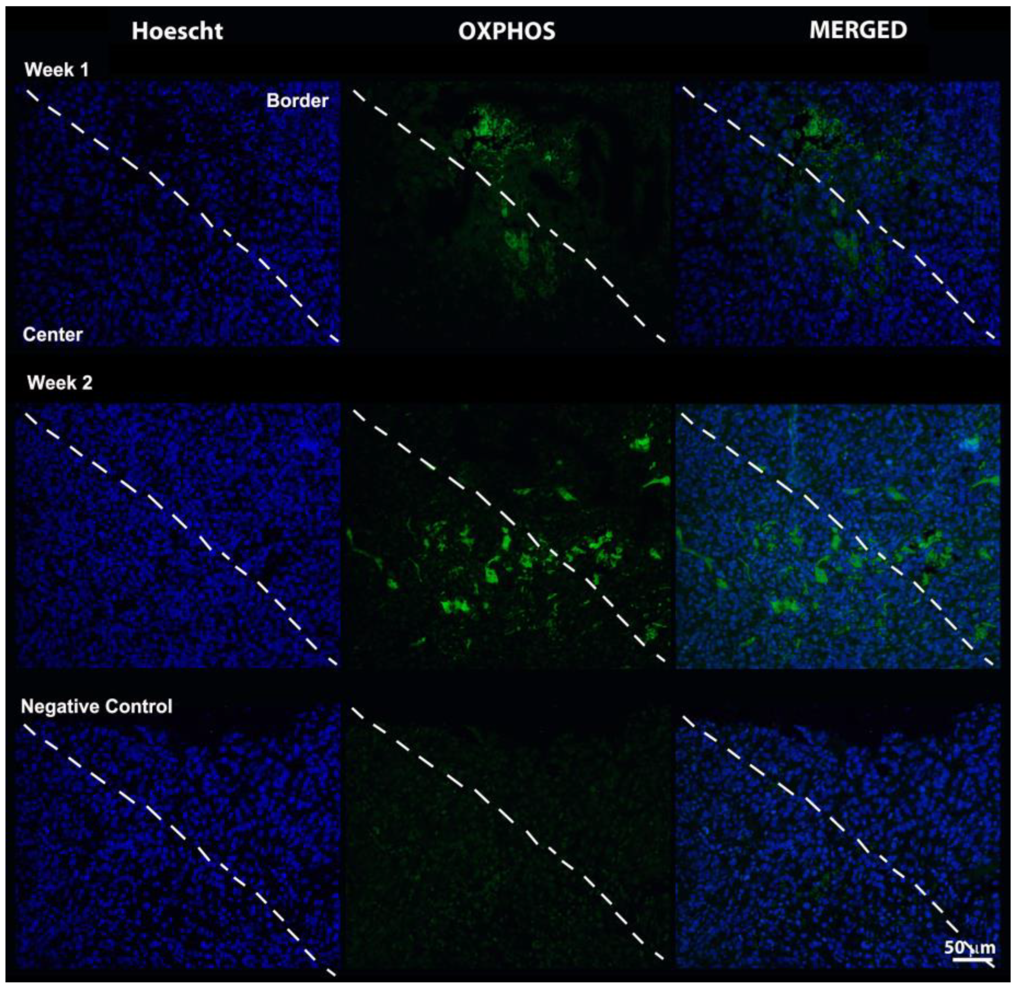 Pharmaceutics 14 02715 g009