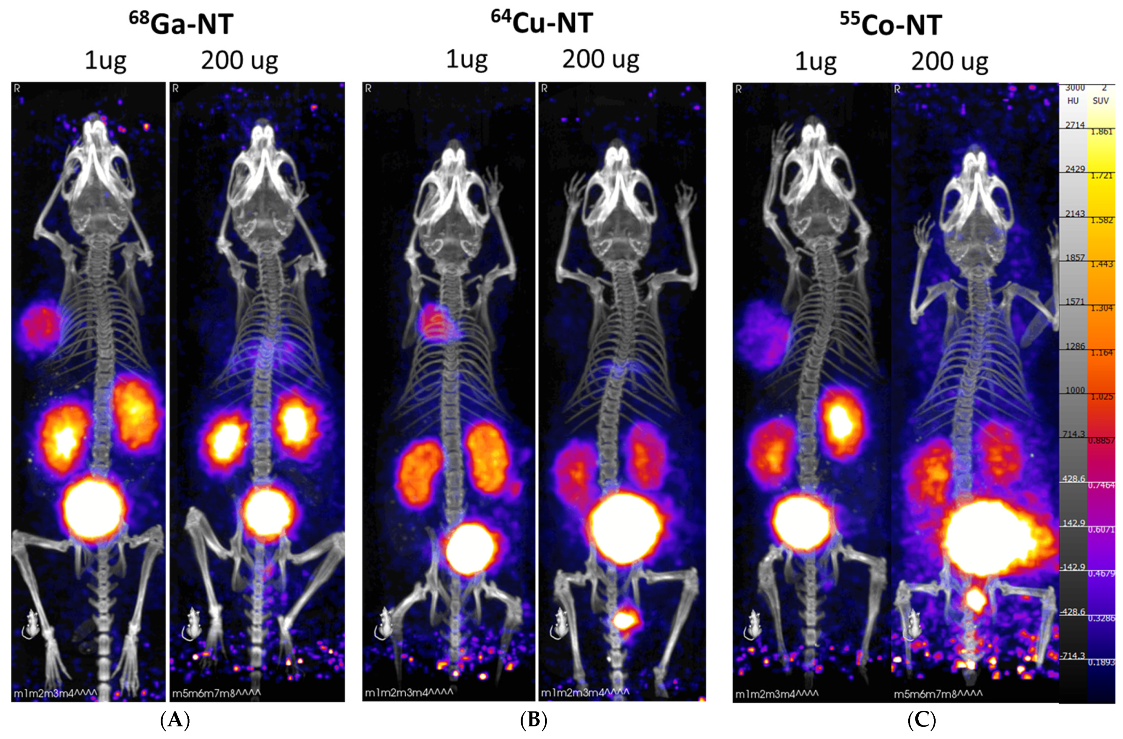 Pharmaceutics 14 02724 g003 Pharmaceutics 14 02724 g003