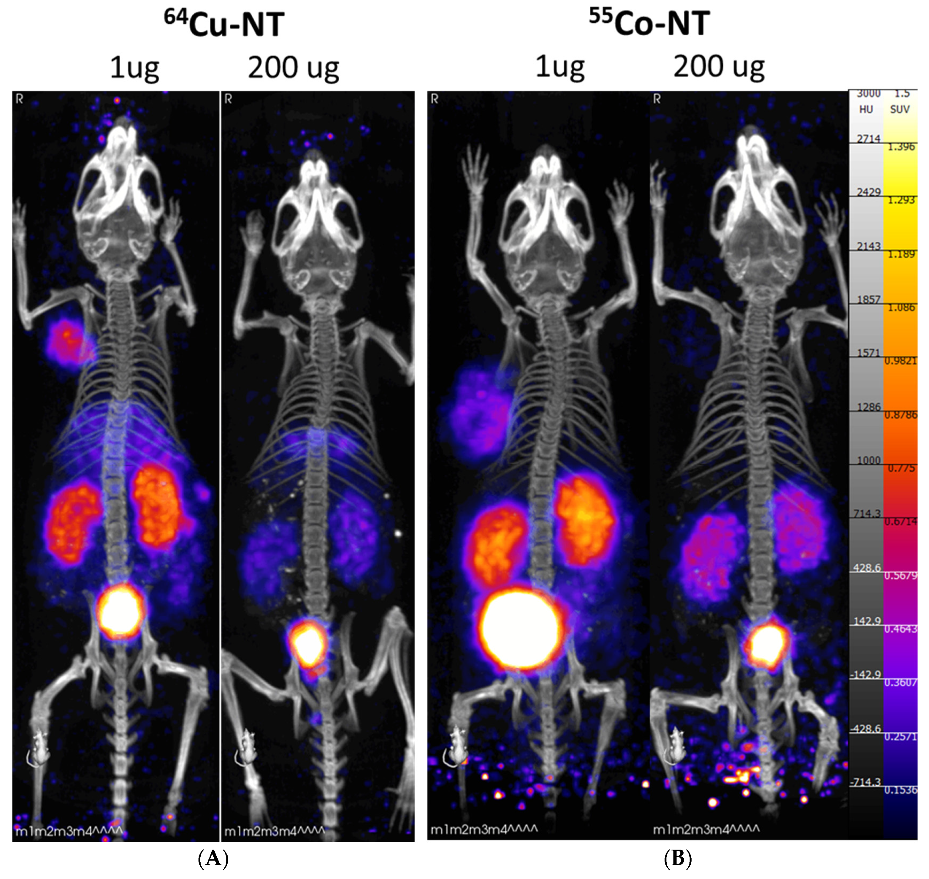 Pharmaceutics 14 02724 g004 Pharmaceutics 14 02724 g004