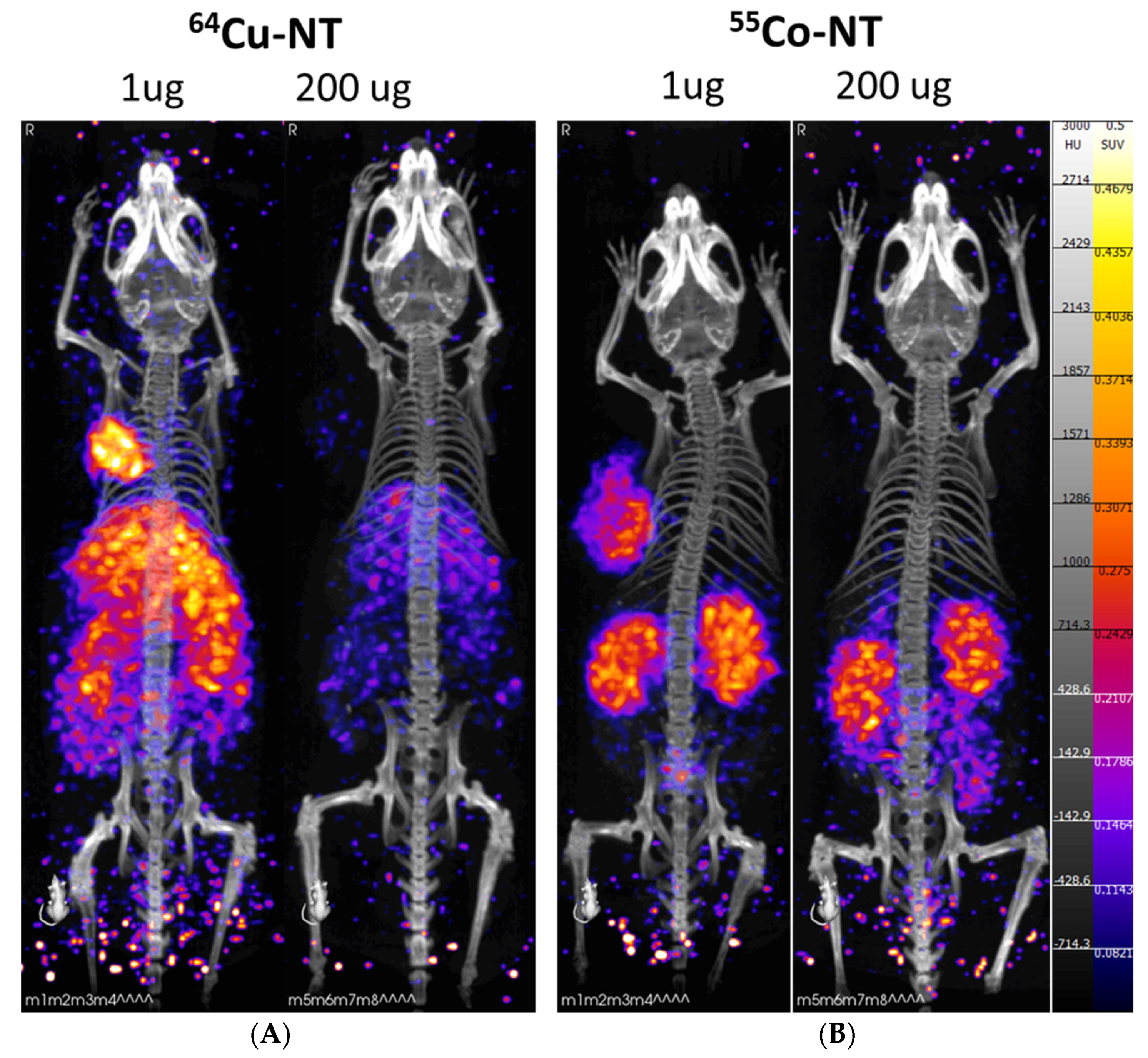 Pharmaceutics 14 02724 g005 Pharmaceutics 14 02724 g005