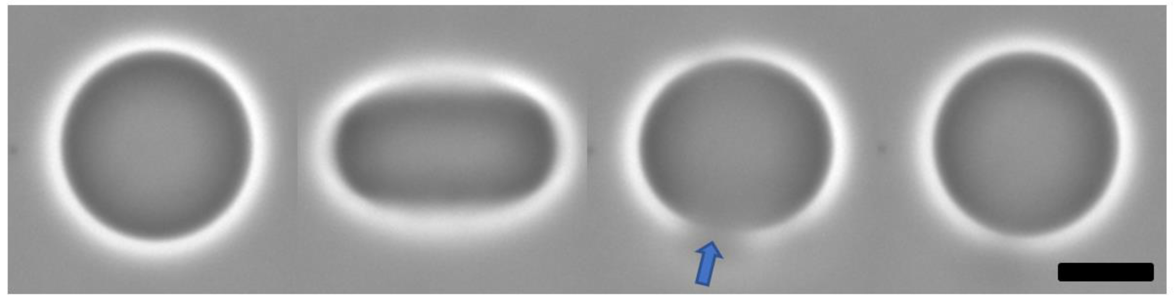 Pharmaceutics 14 02746 g003
