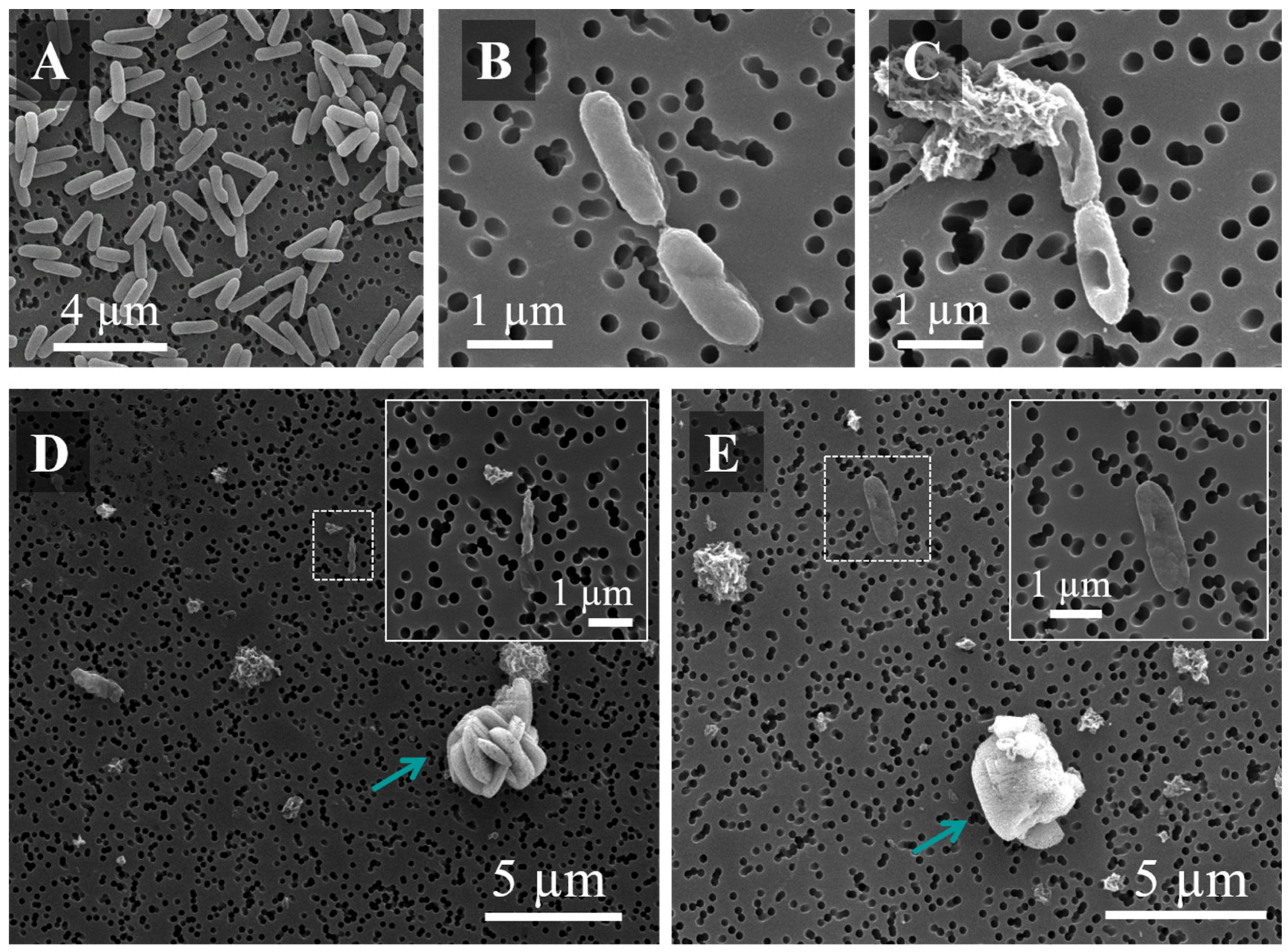 Pharmaceutics 14 02763 g008