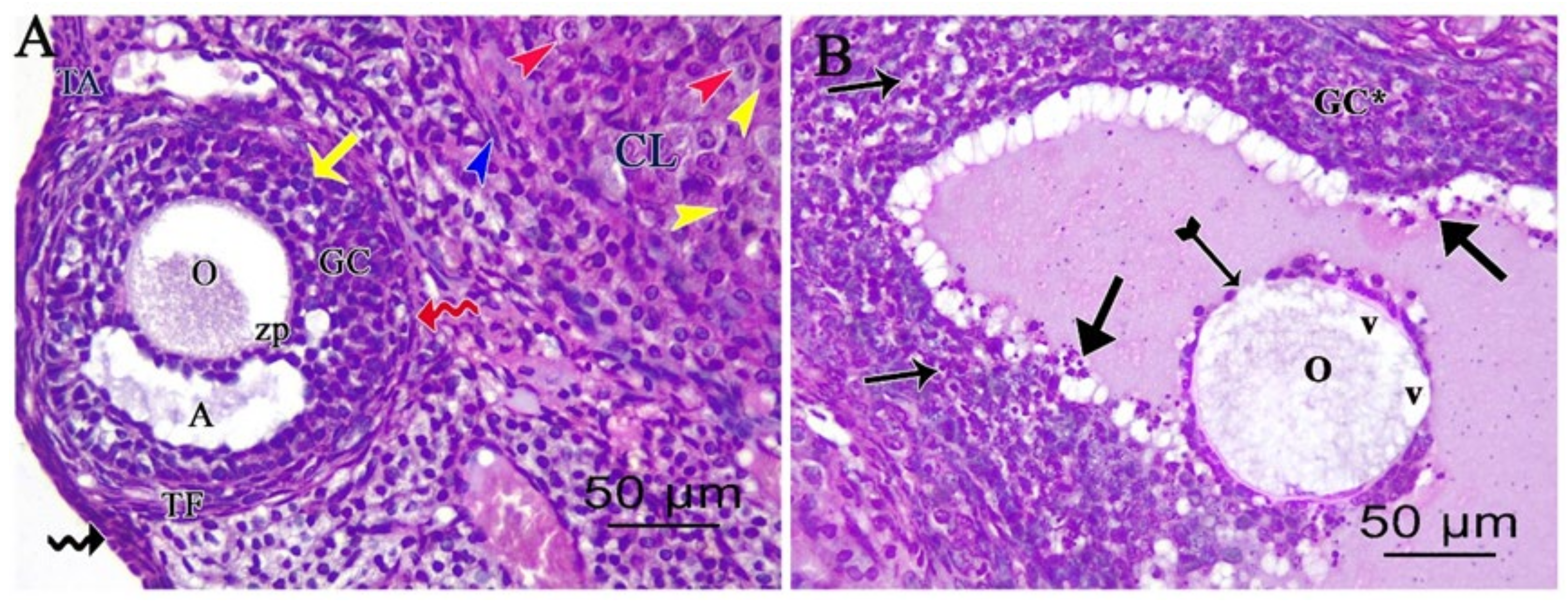 Pharmaceutics 14 02769 g004