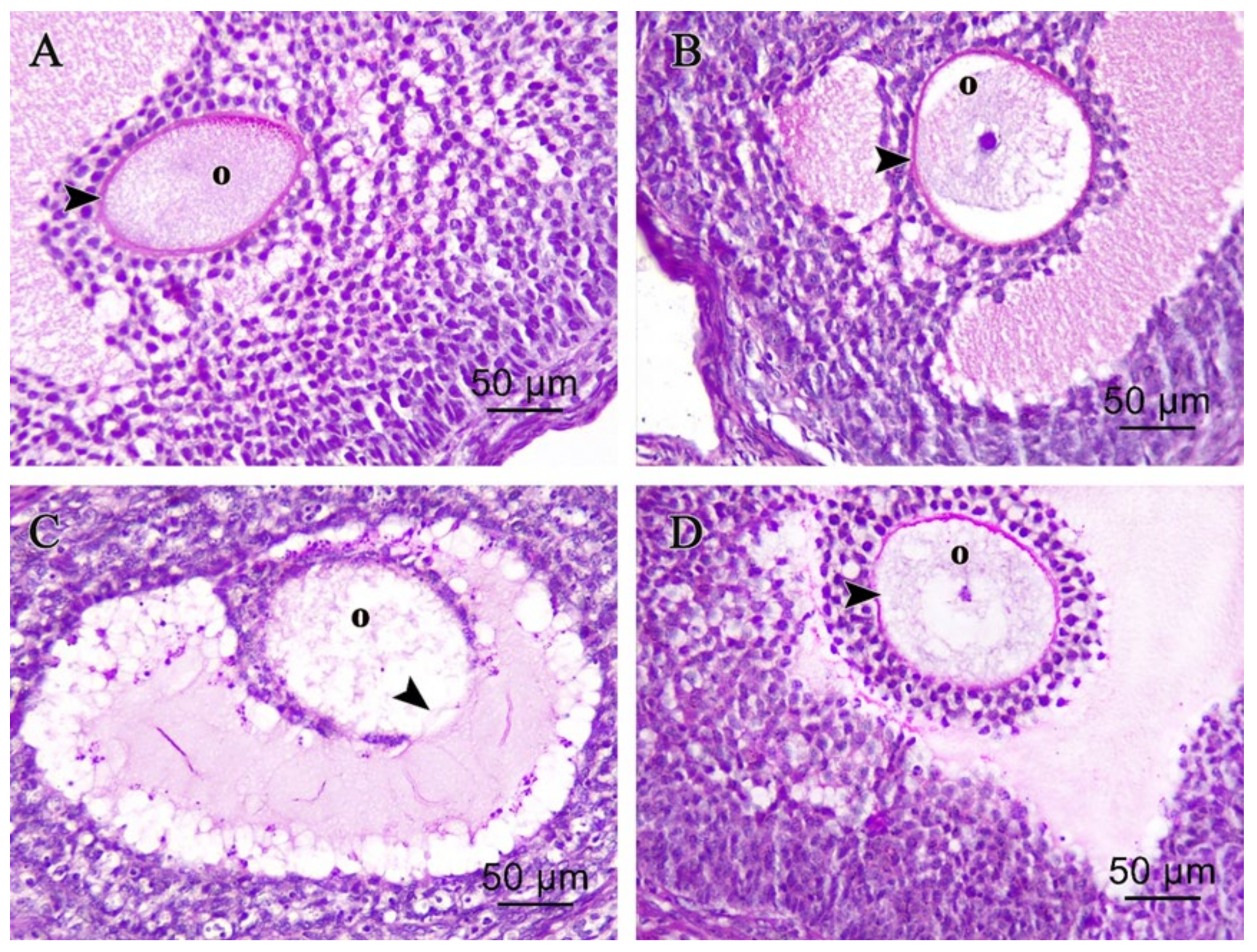 Pharmaceutics 14 02769 g005