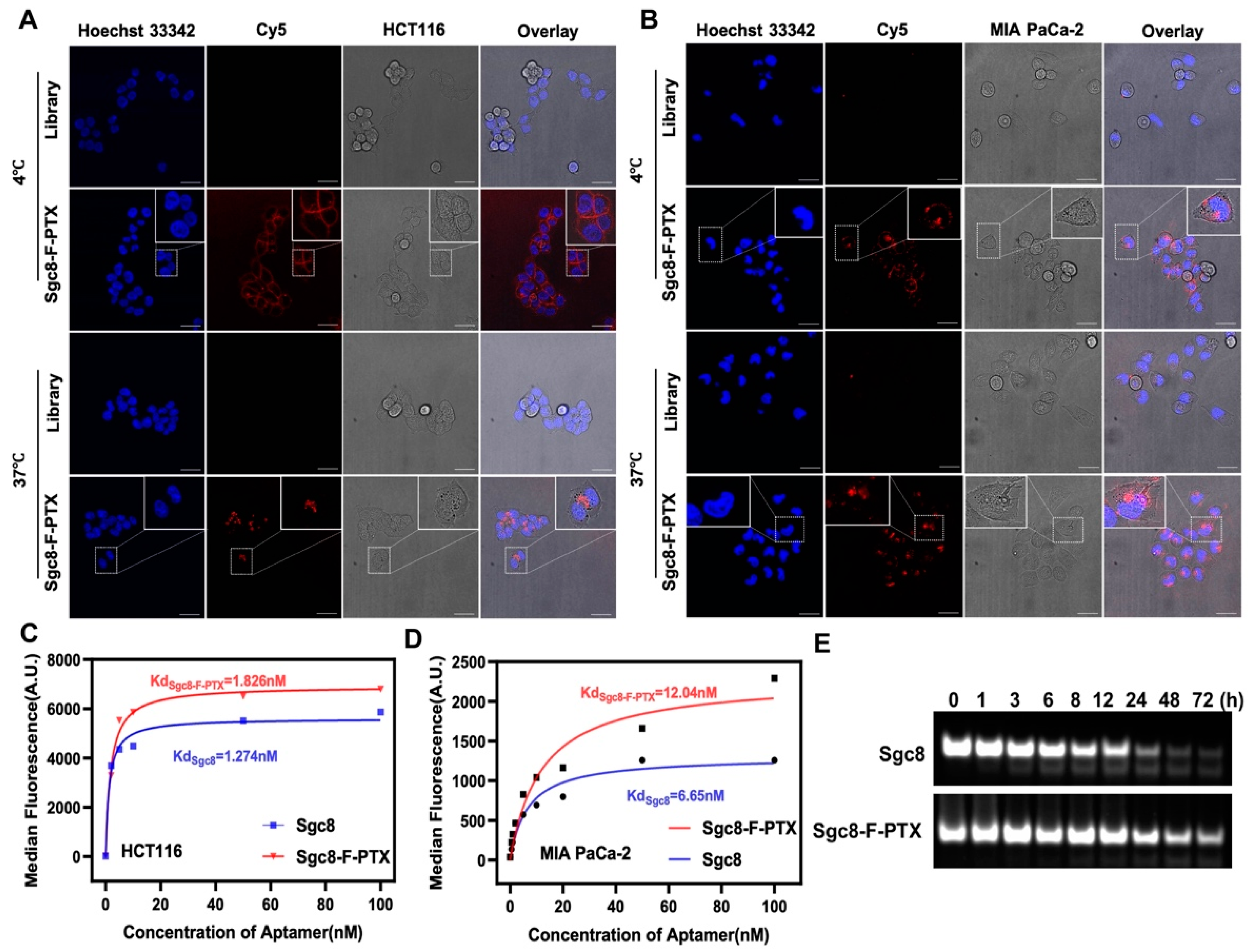 Pharmaceutics 14 02781 g002