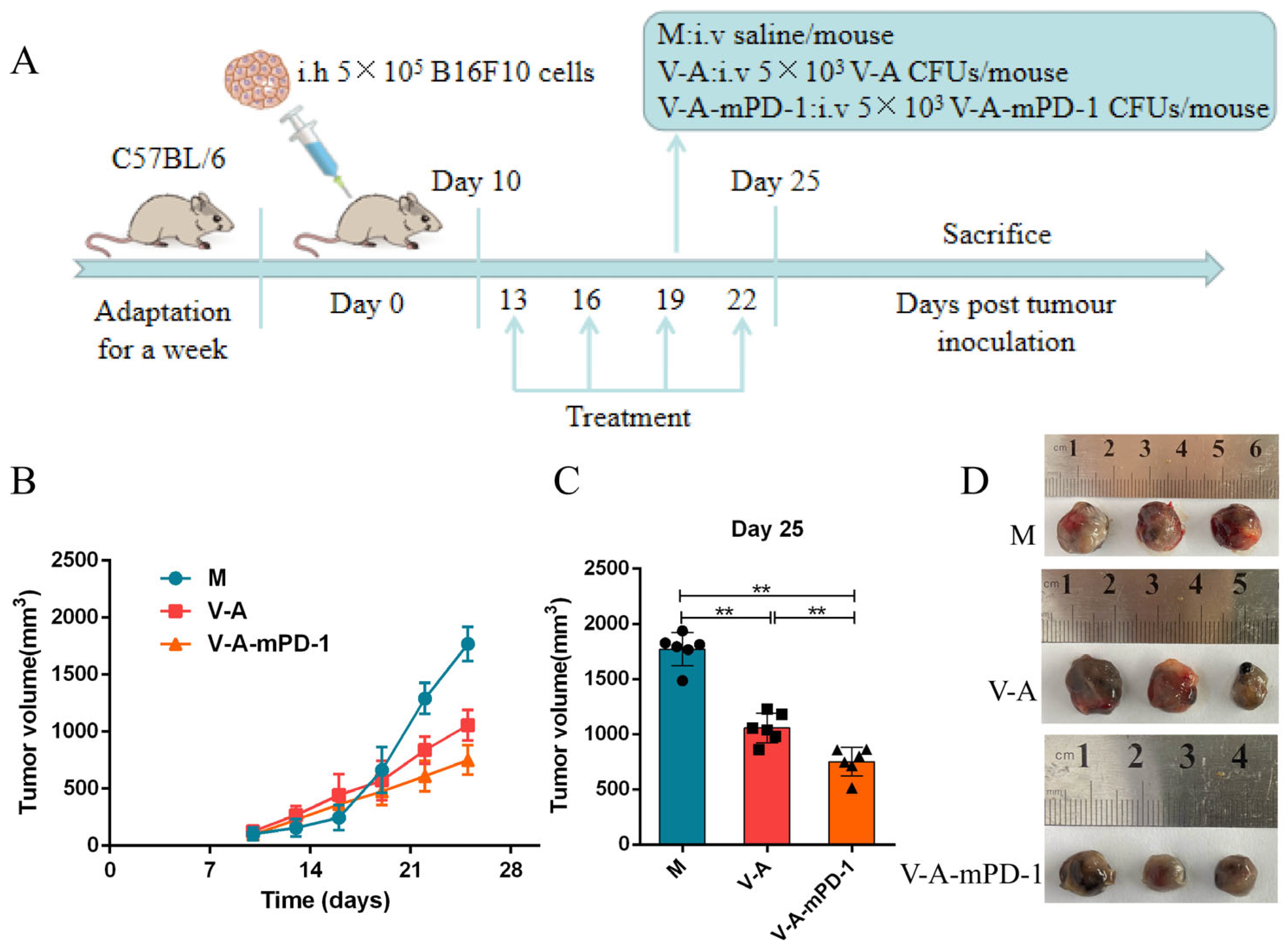 Pharmaceutics 14 02789 g002