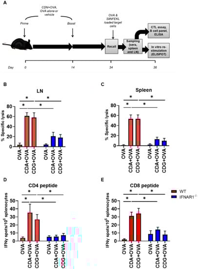 Pharmaceutics 14 02821 g005