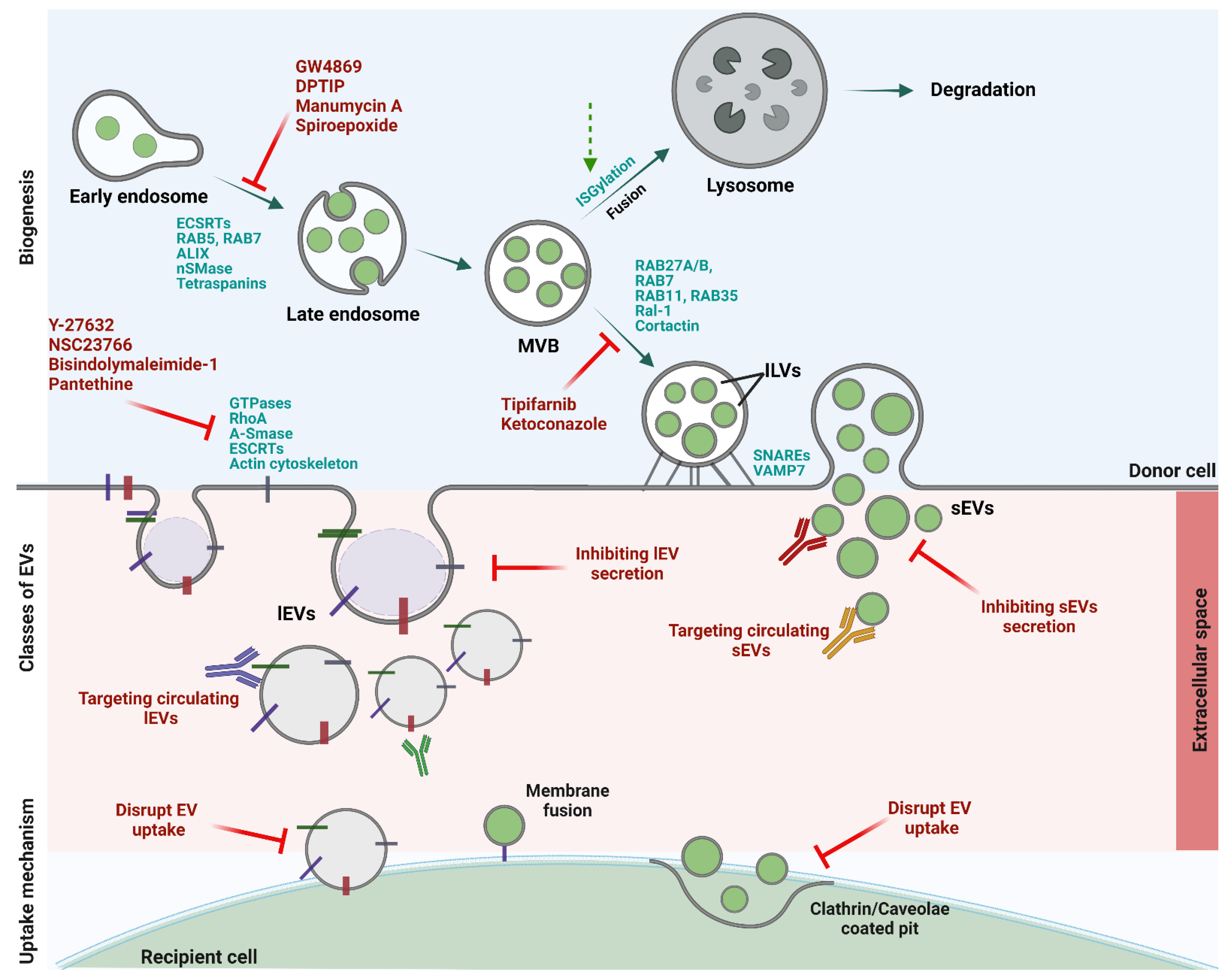 Pharmaceutics 14 02822 g002