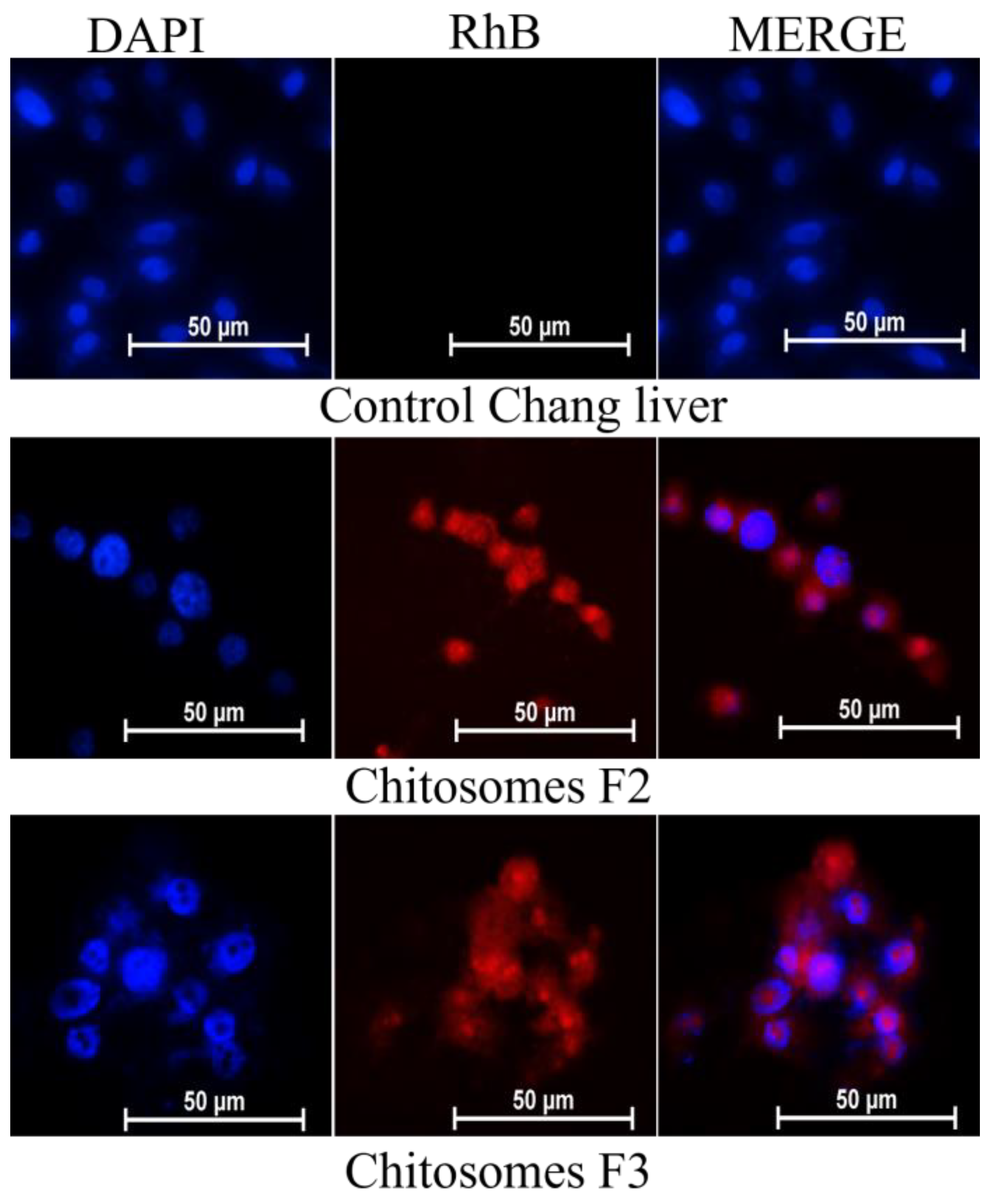 Pharmaceutics 14 02846 g008