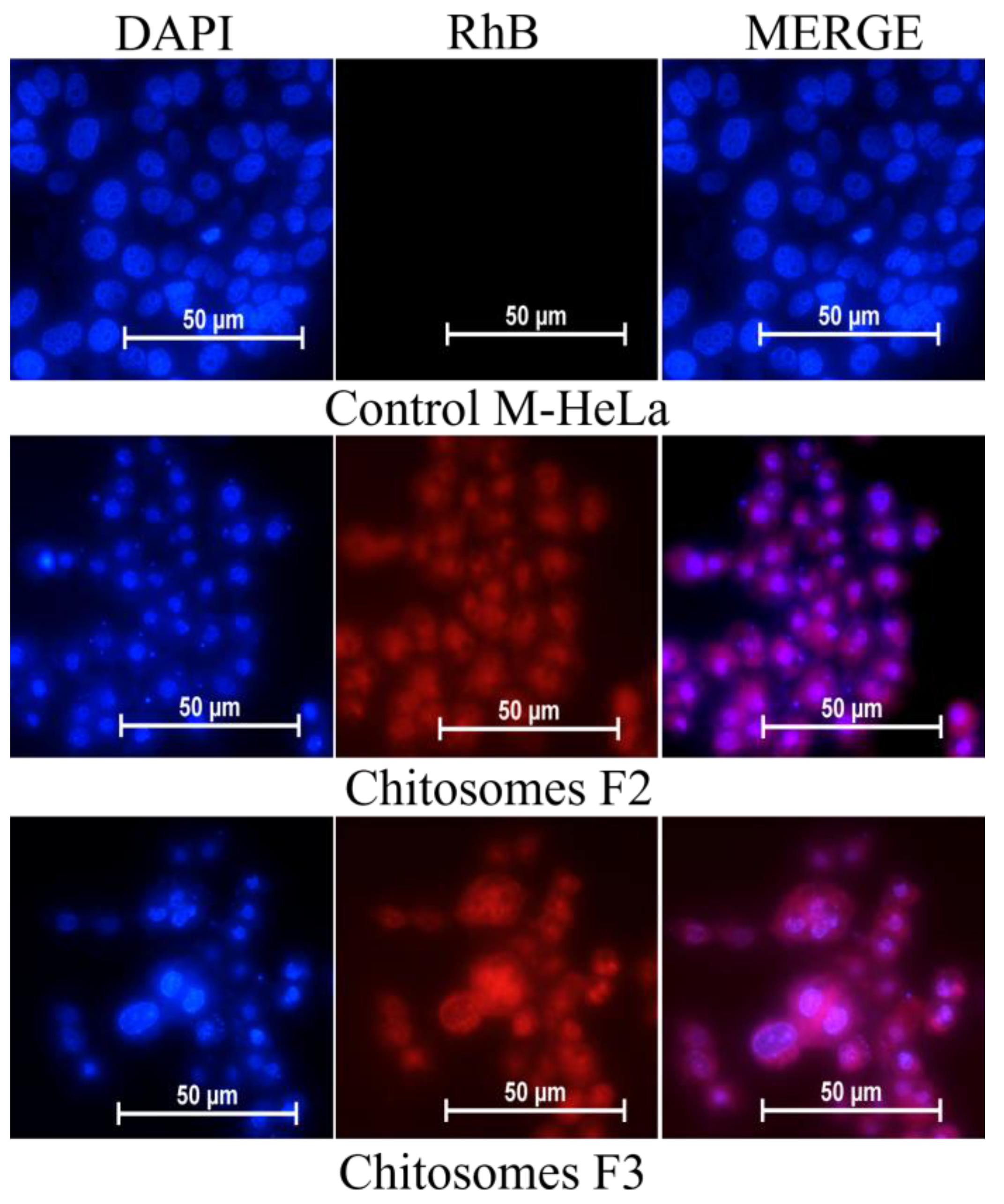 Pharmaceutics 14 02846 g009
