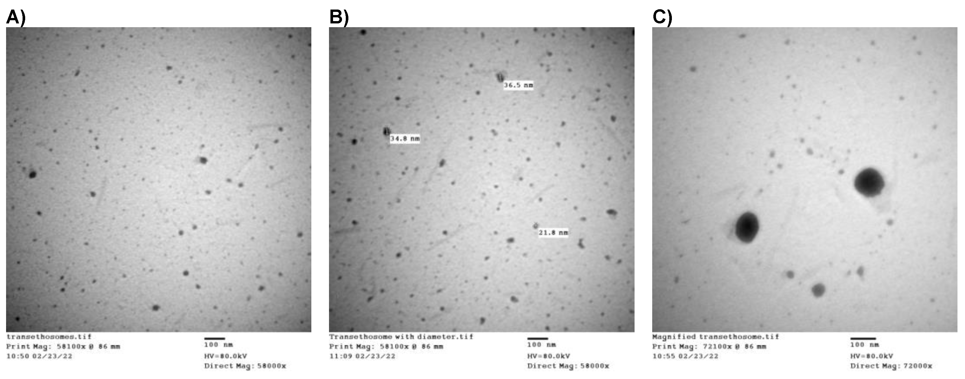 Pharmaceutics 15 00022 g003 Pharmaceutics 15 00022 g003
