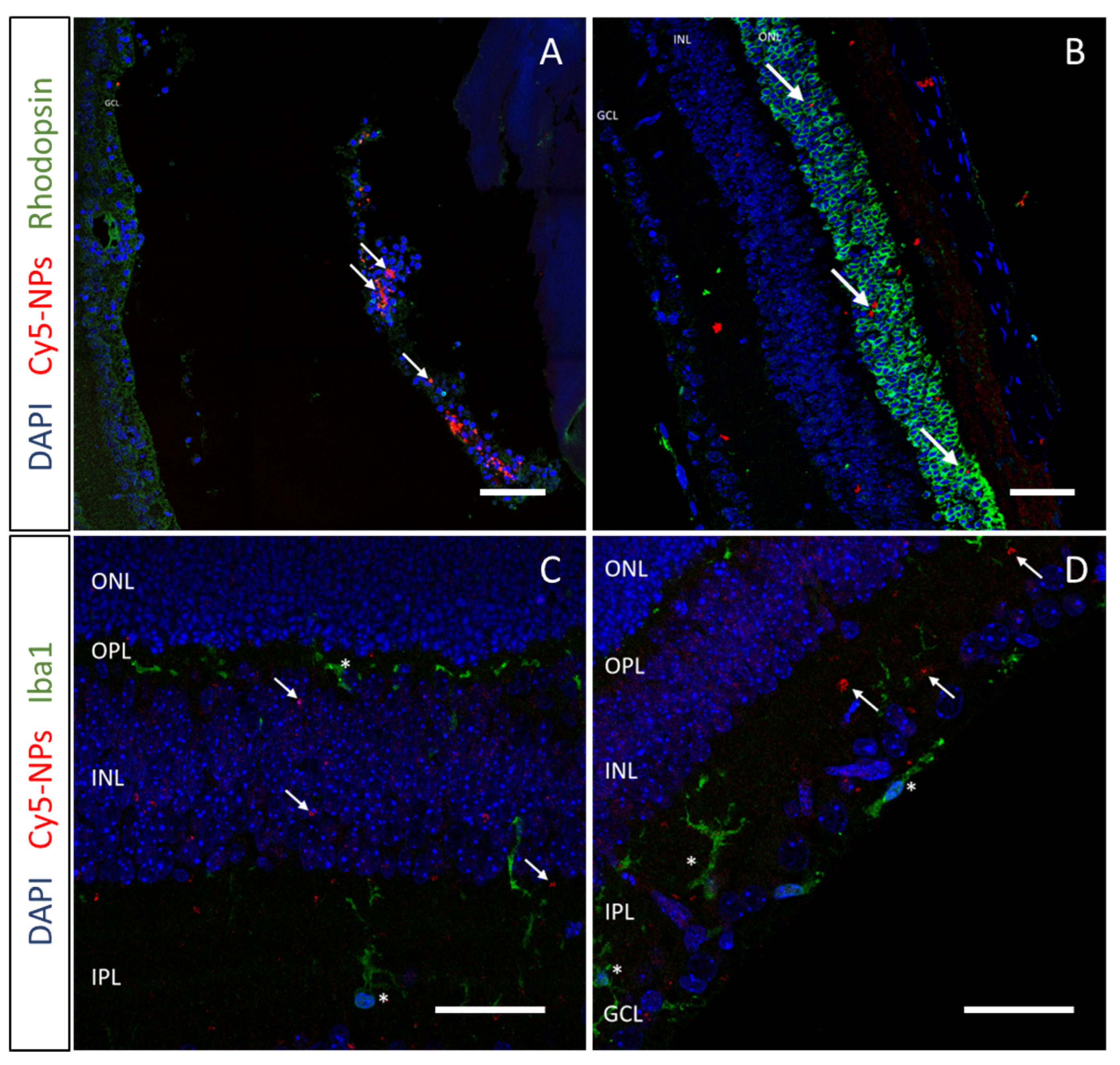 Pharmaceutics 15 00025 g002